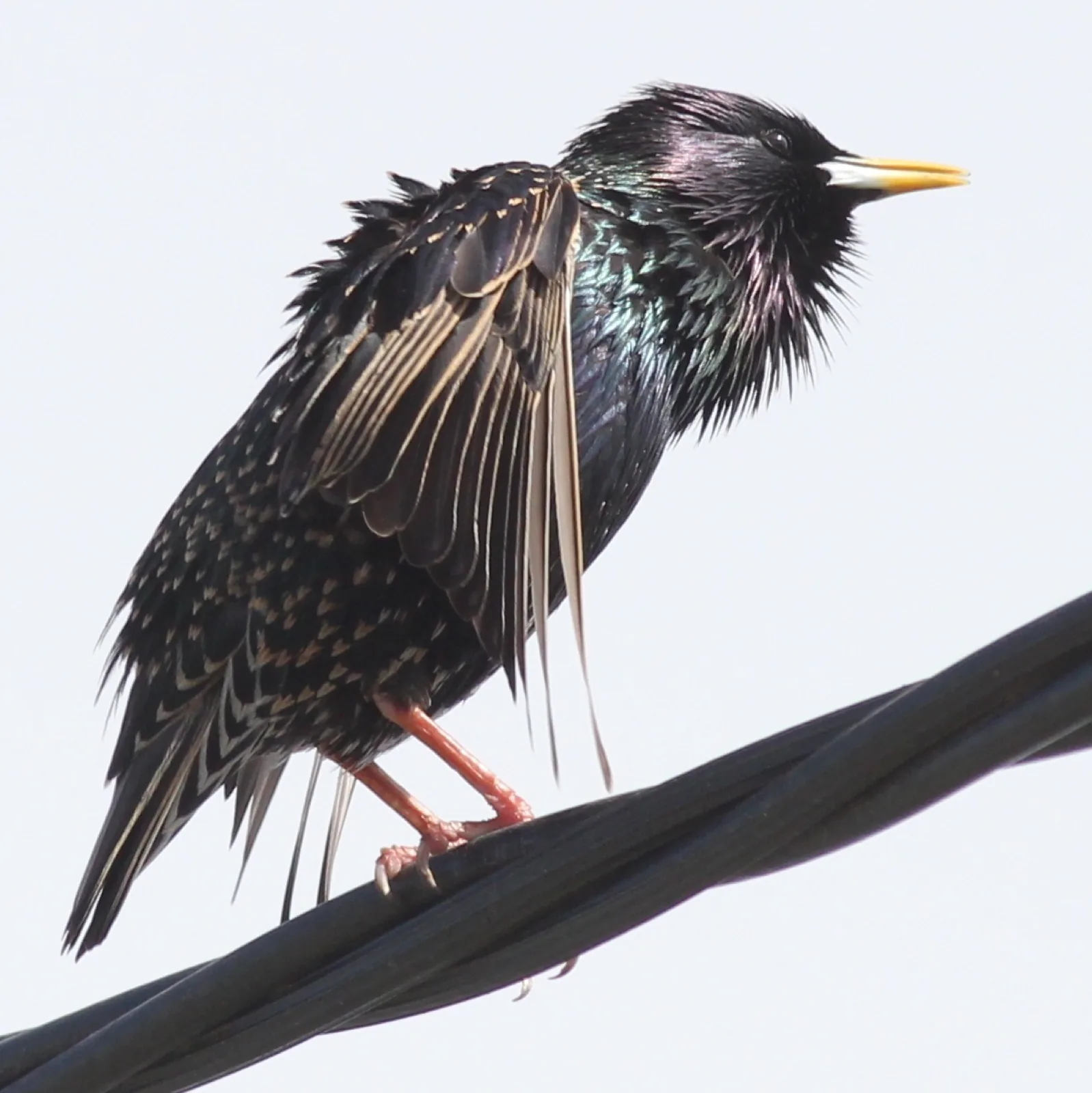 Common Starling