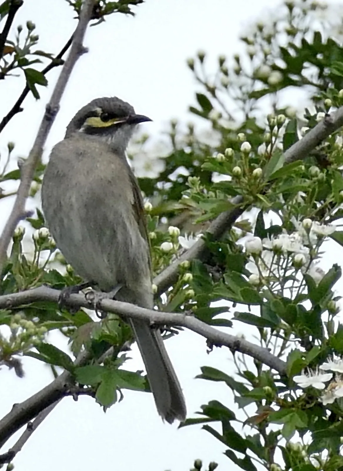 Yellow-faced Honeyeater