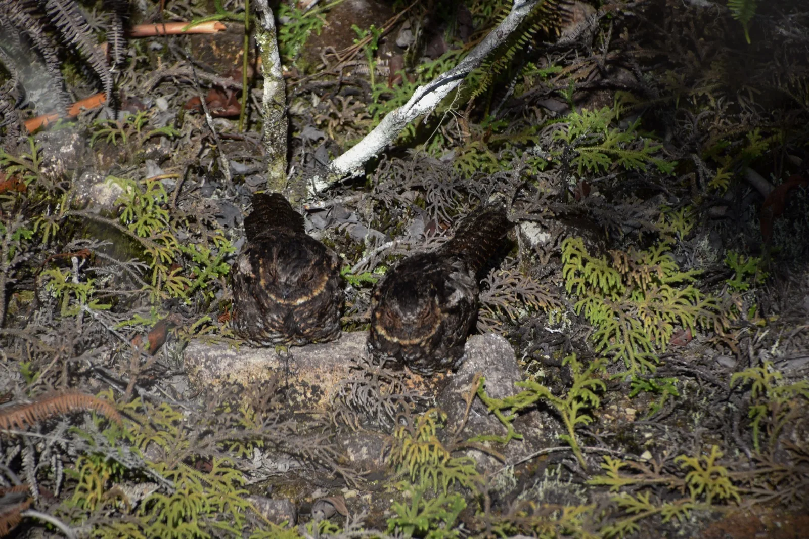 Satanic Nightjar
