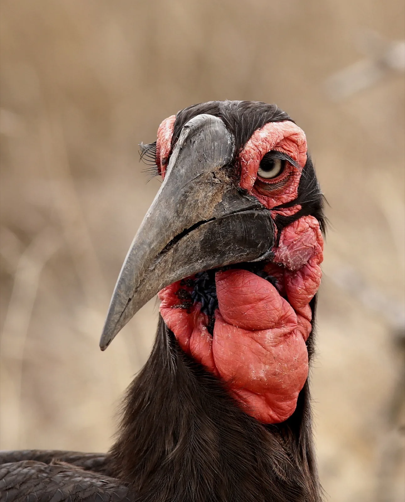Southern Ground Hornbill