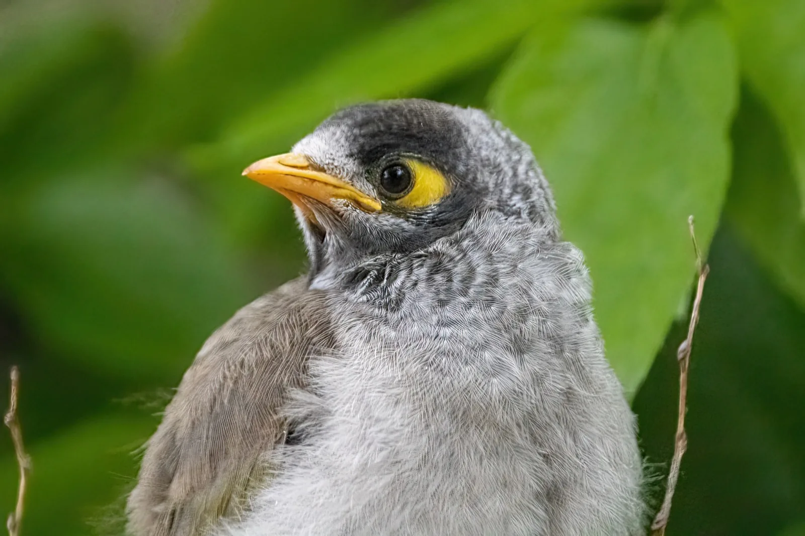 Noisy Miner