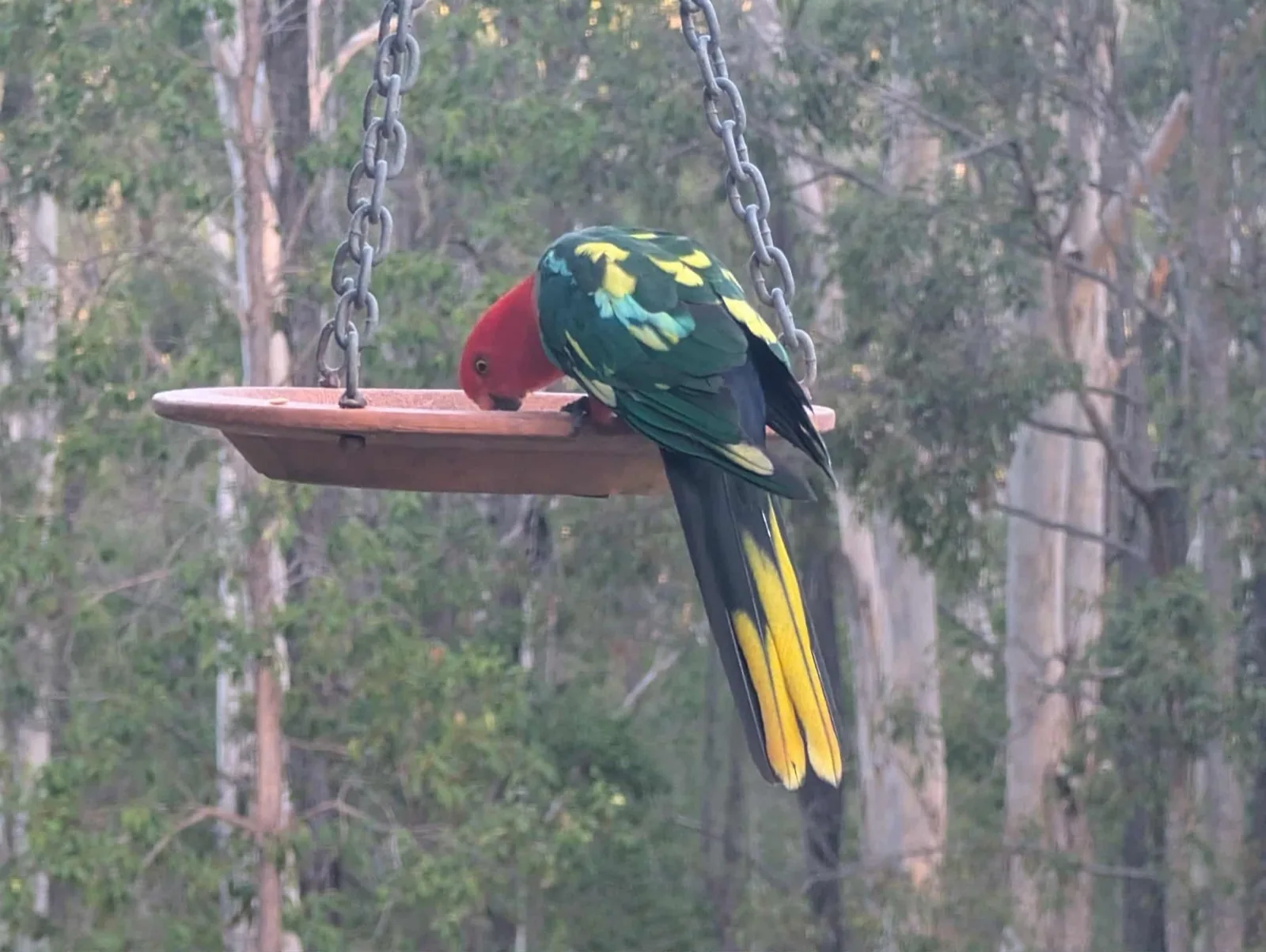 Australian King Parrot