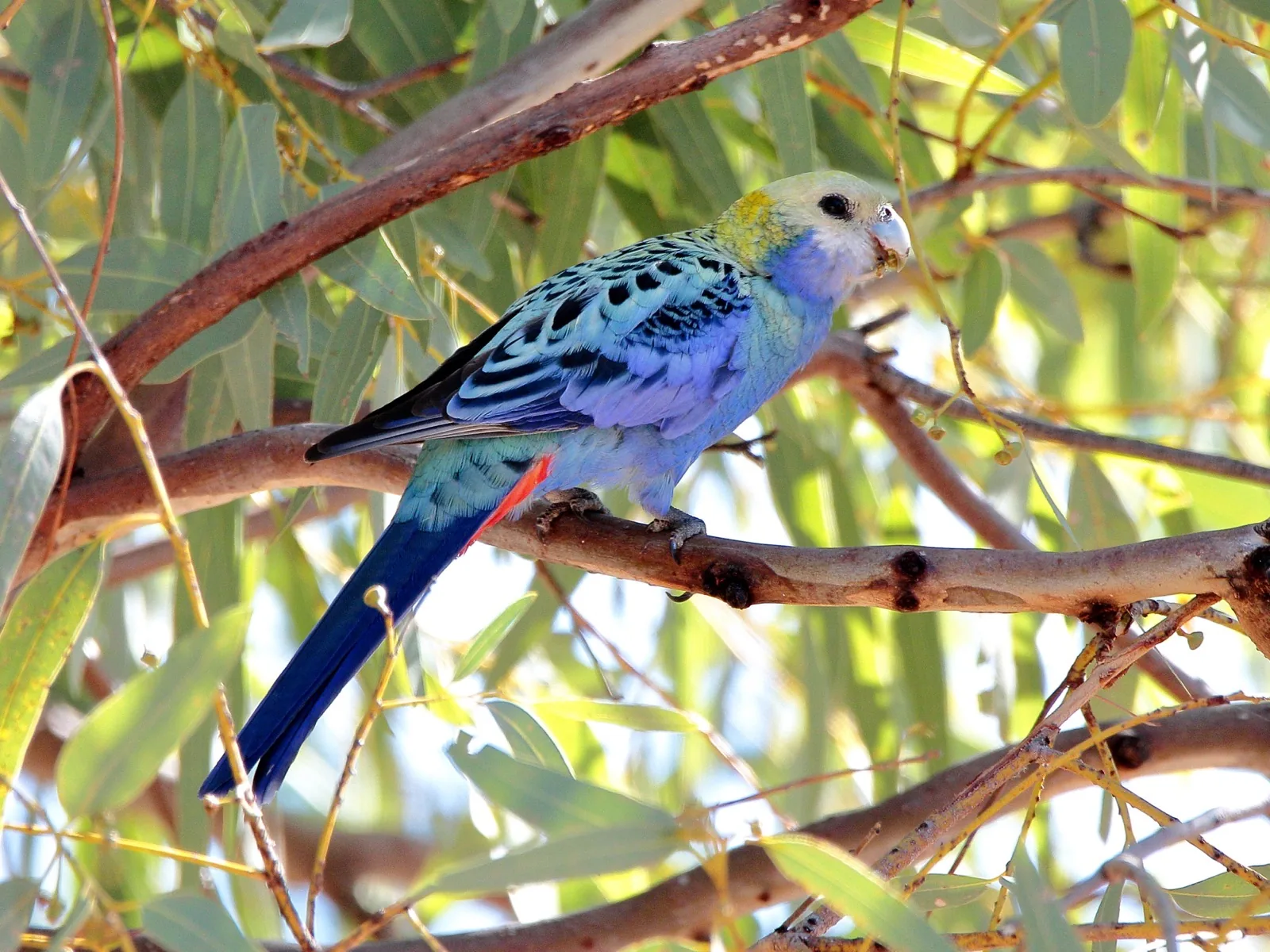 Pale-headed Rosella