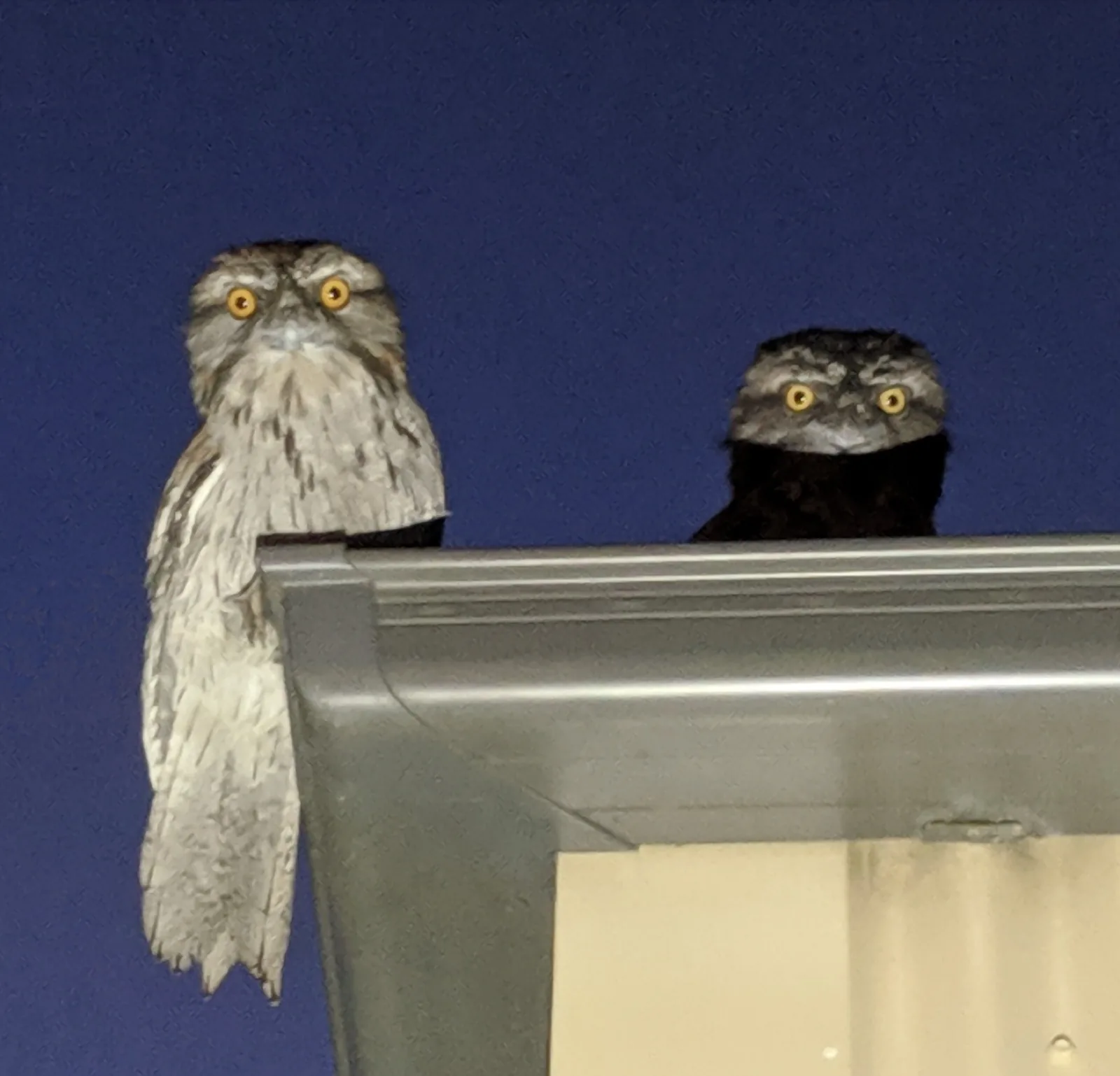 Tawny Frogmouth
