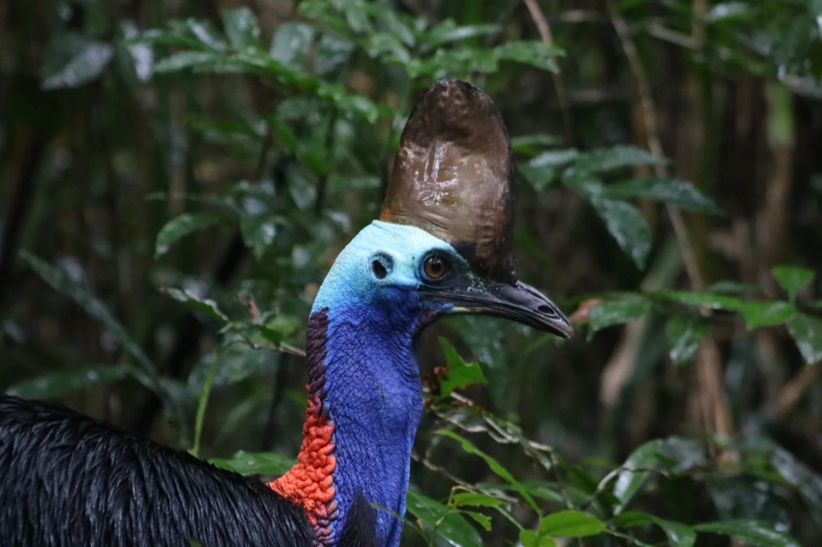 Southern Cassowary
