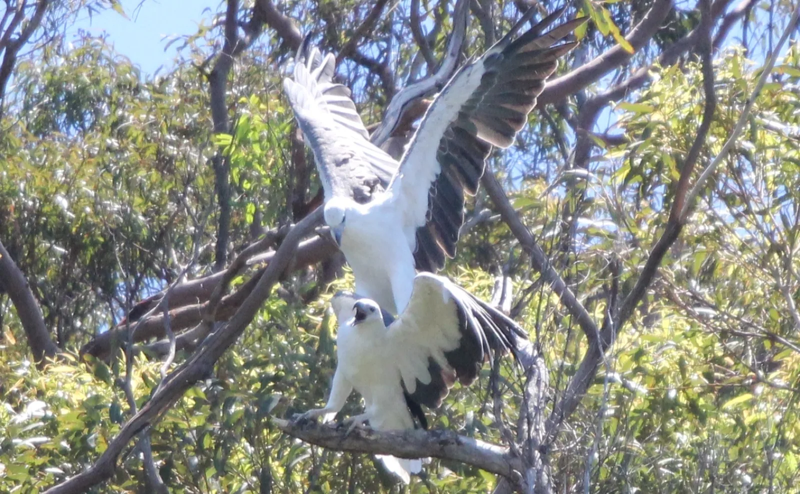 White-bellied Sea Eagle