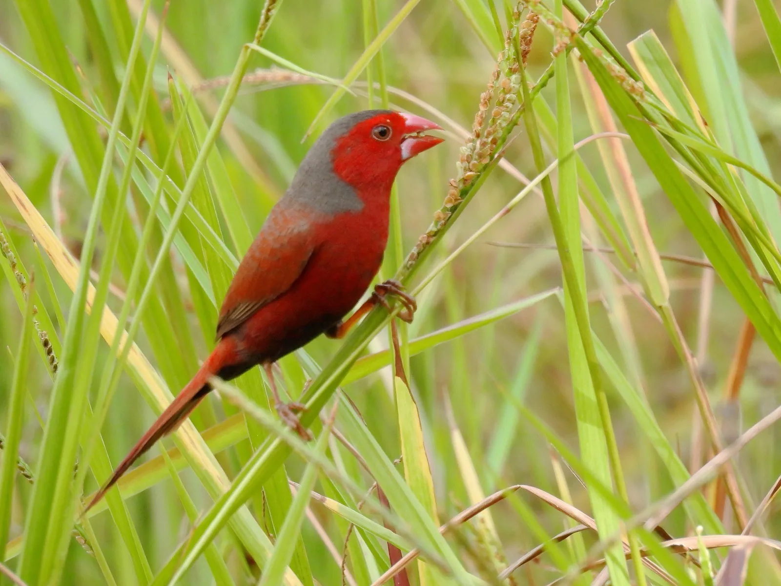 Crimson Finch