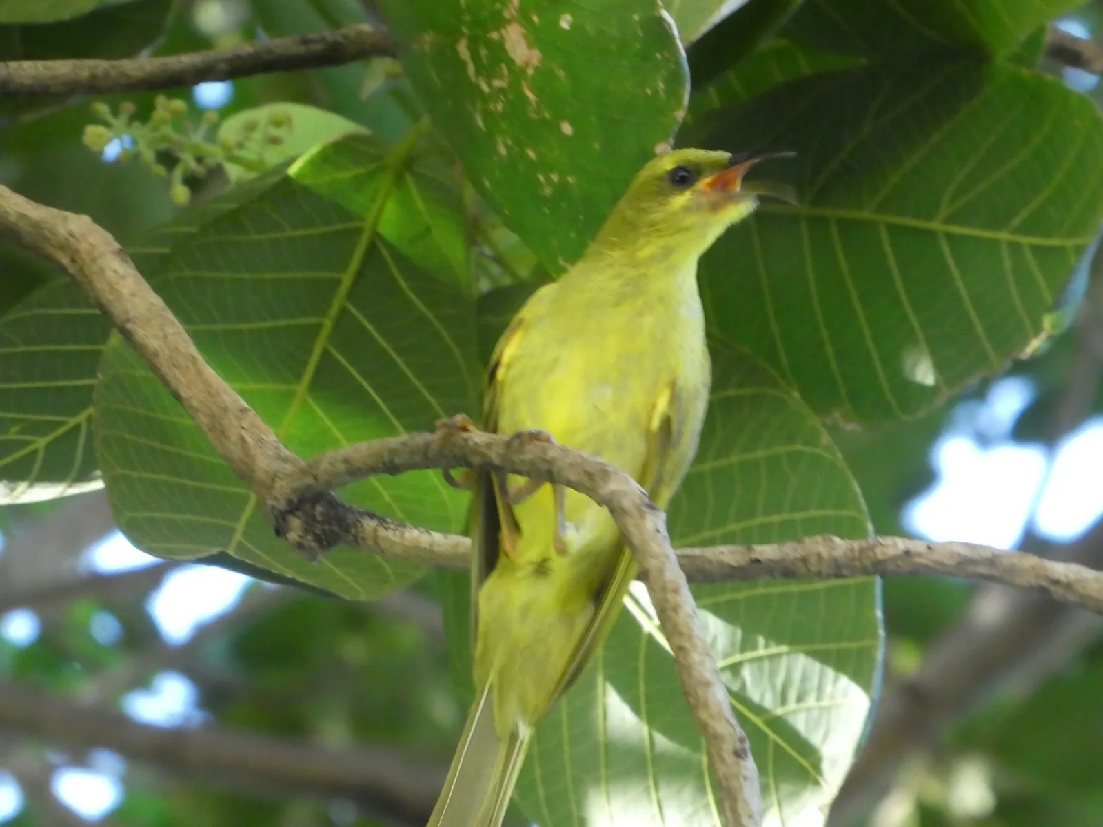 Yellow Honeyeater