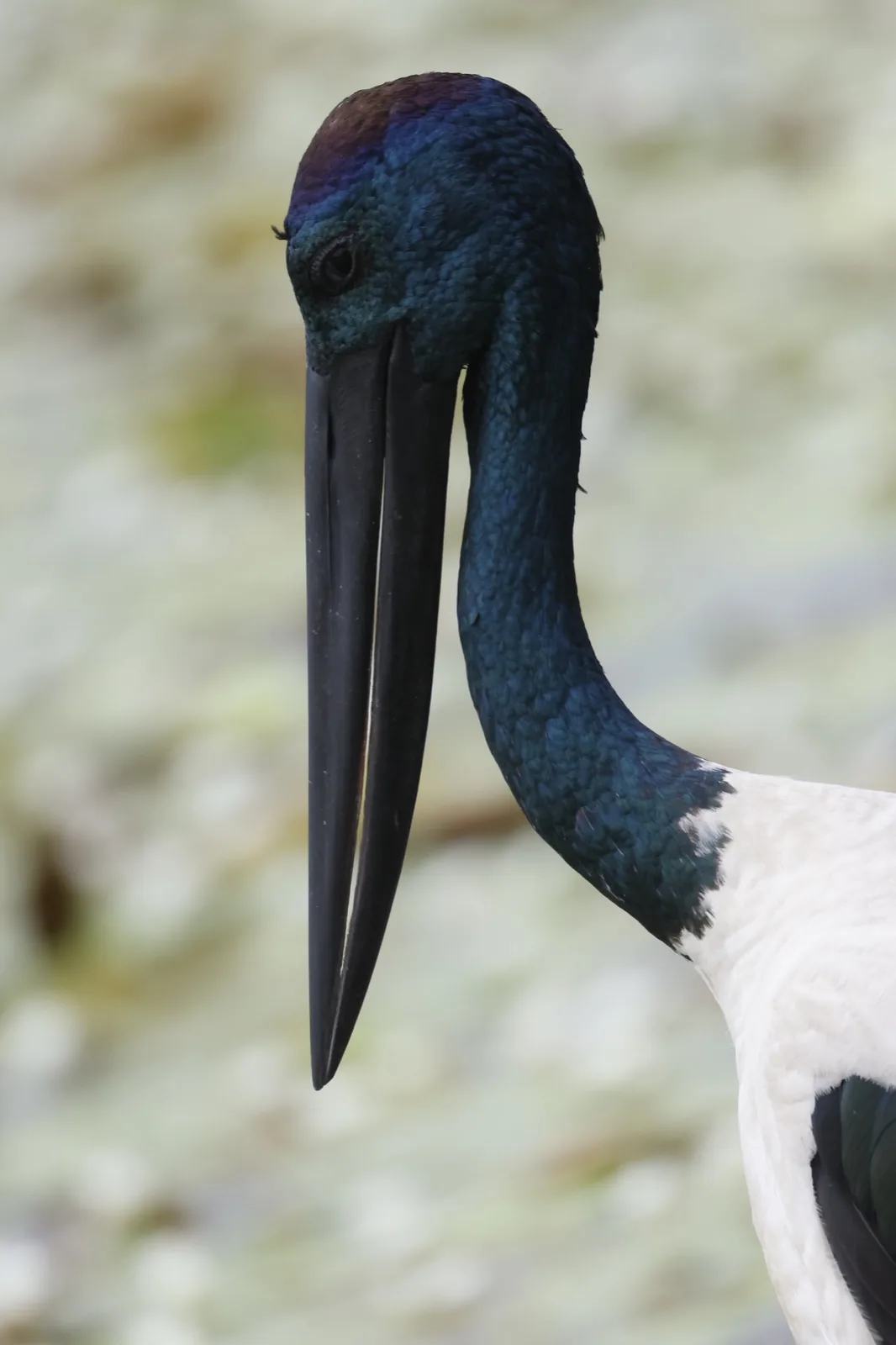 Black-necked Stork