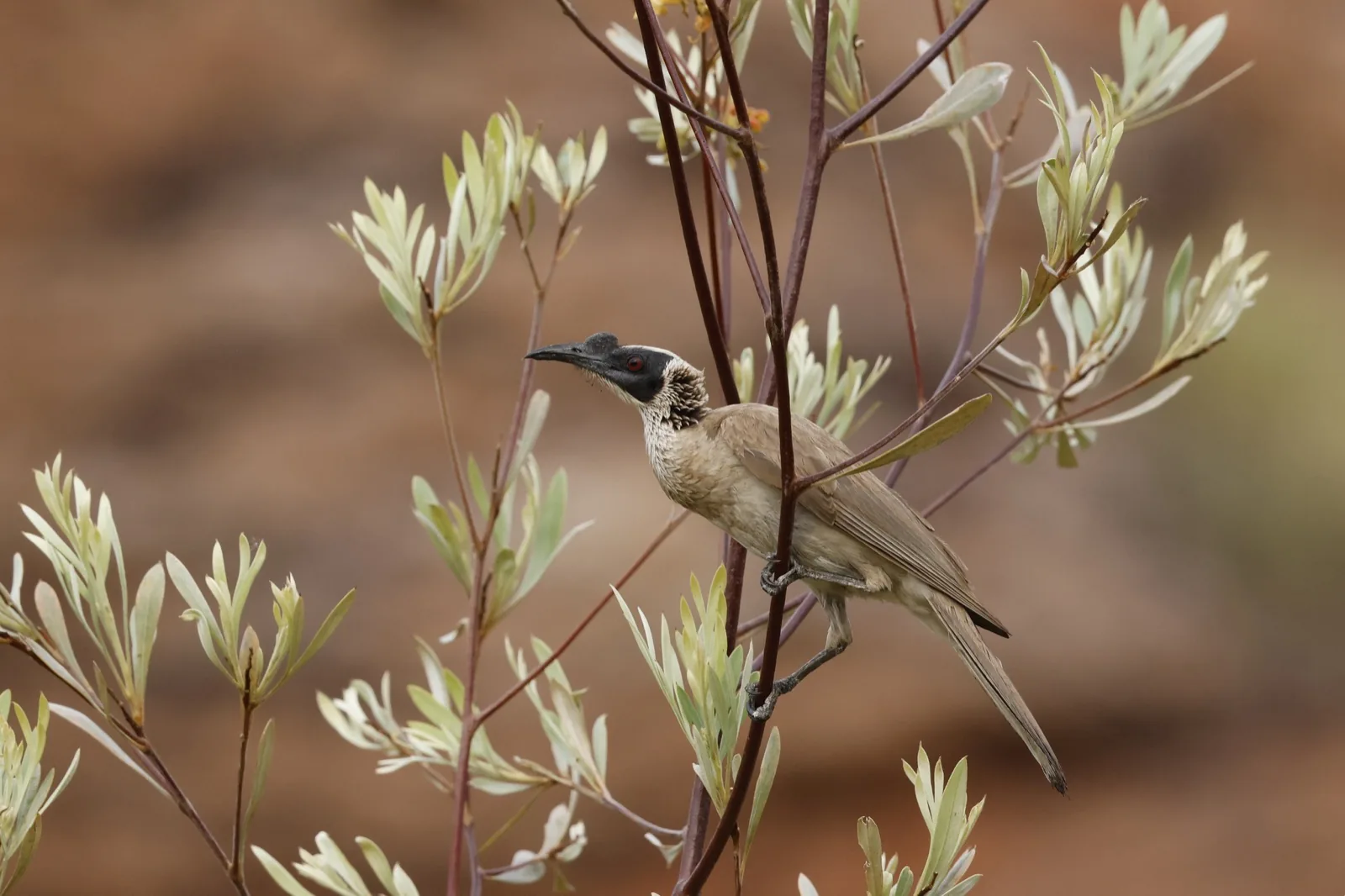 Silver-crowned Friarbird