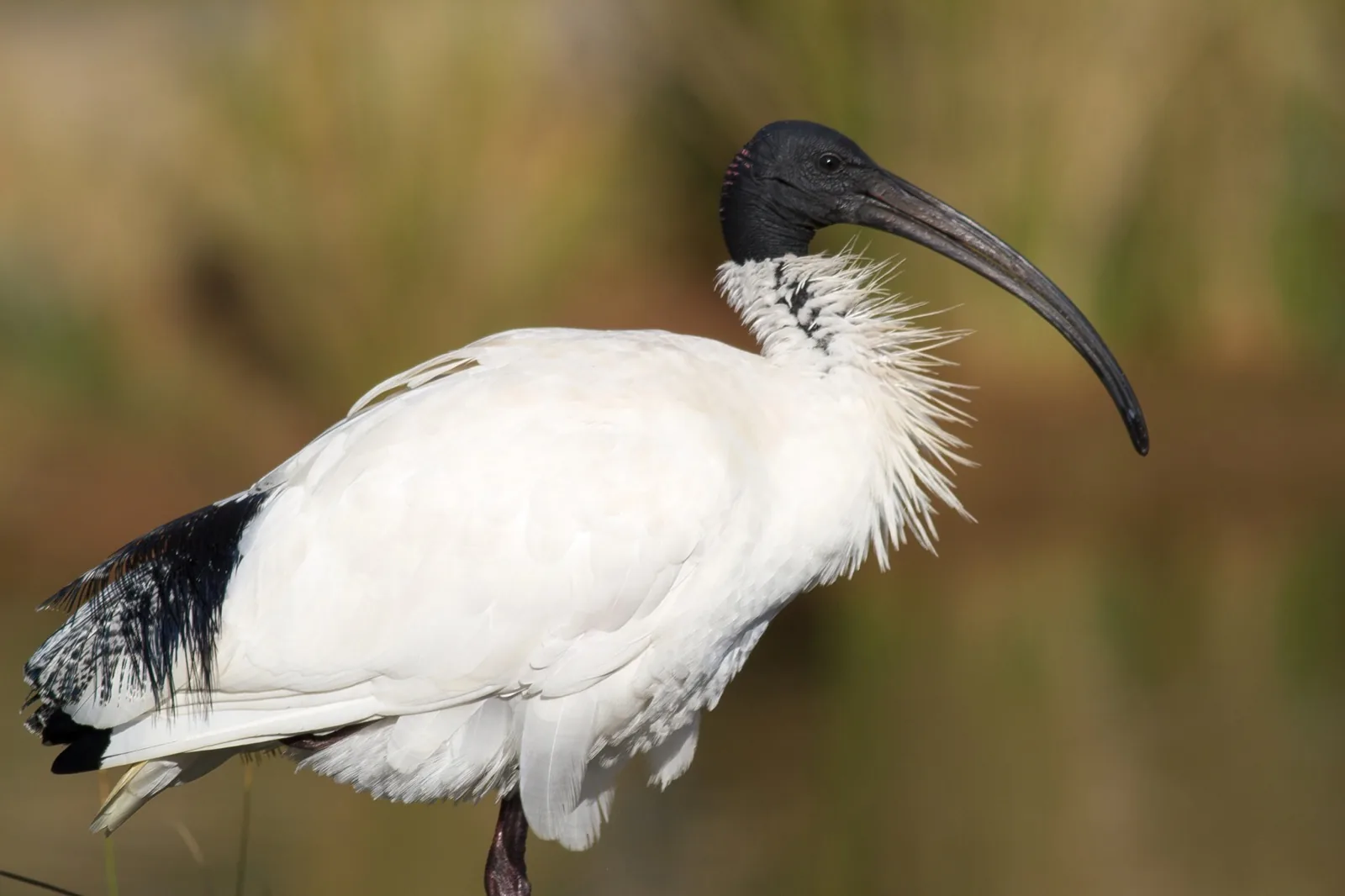 Australian White Ibis