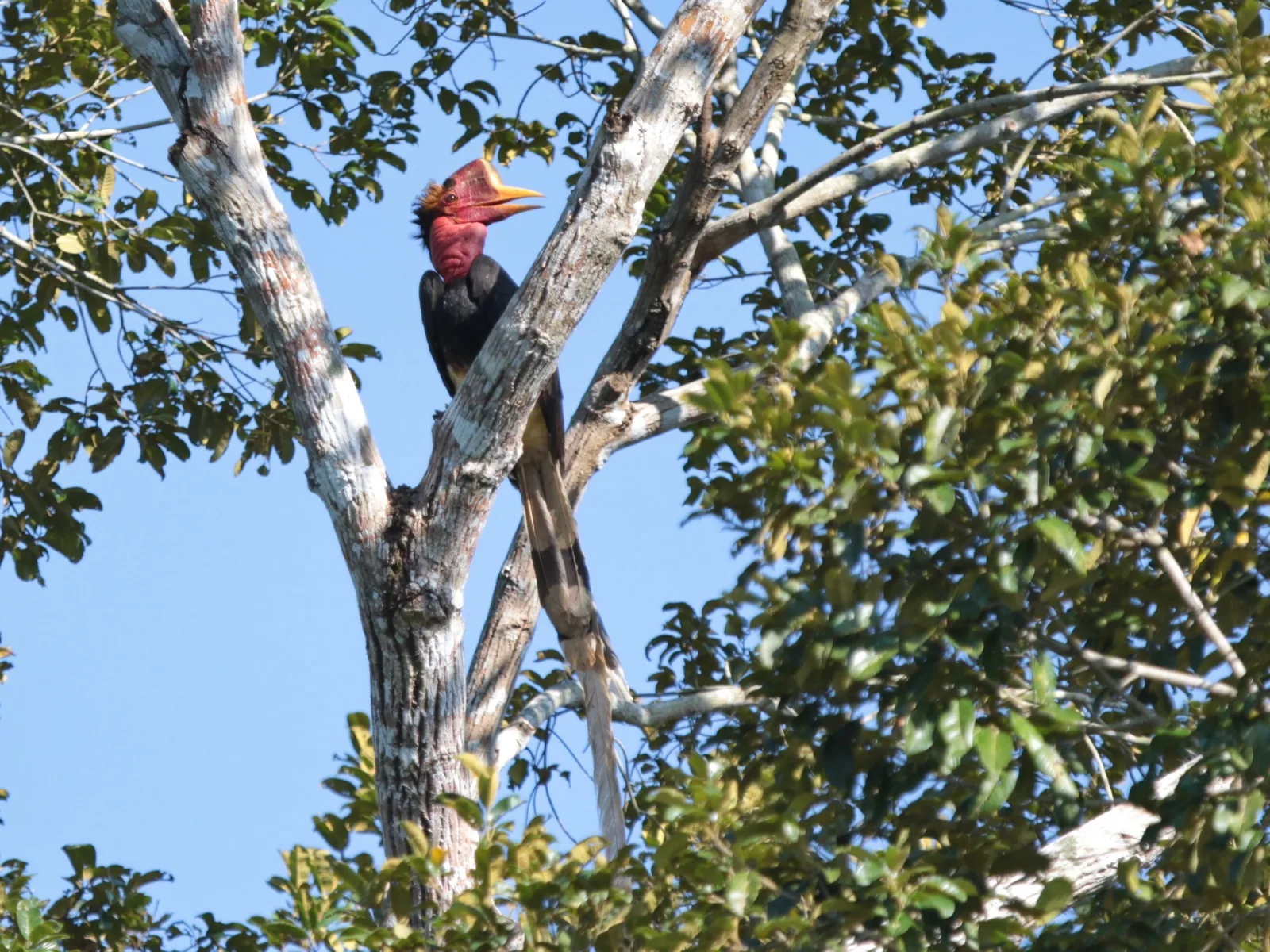 Helmeted Hornbill