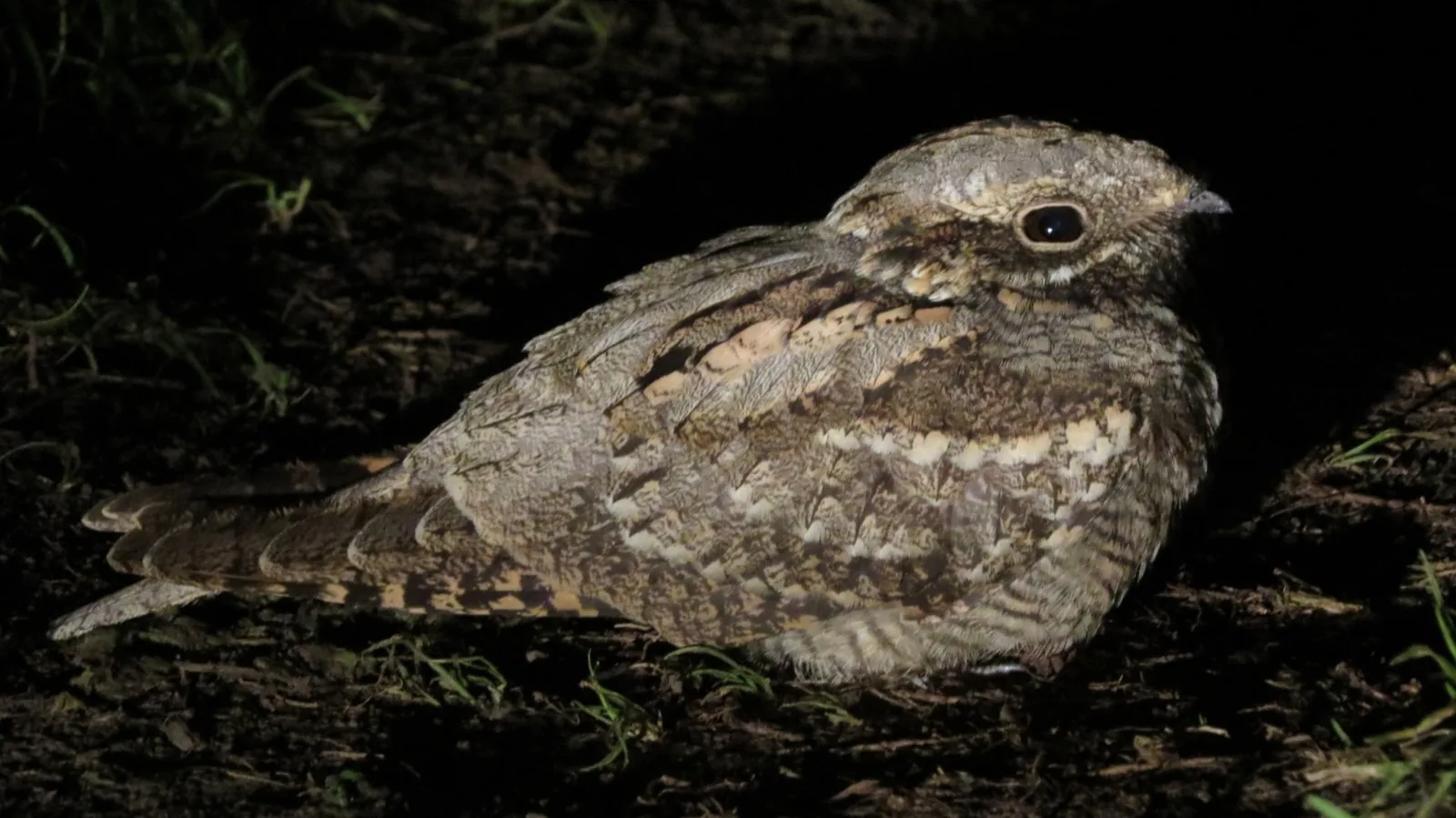 European Nightjar