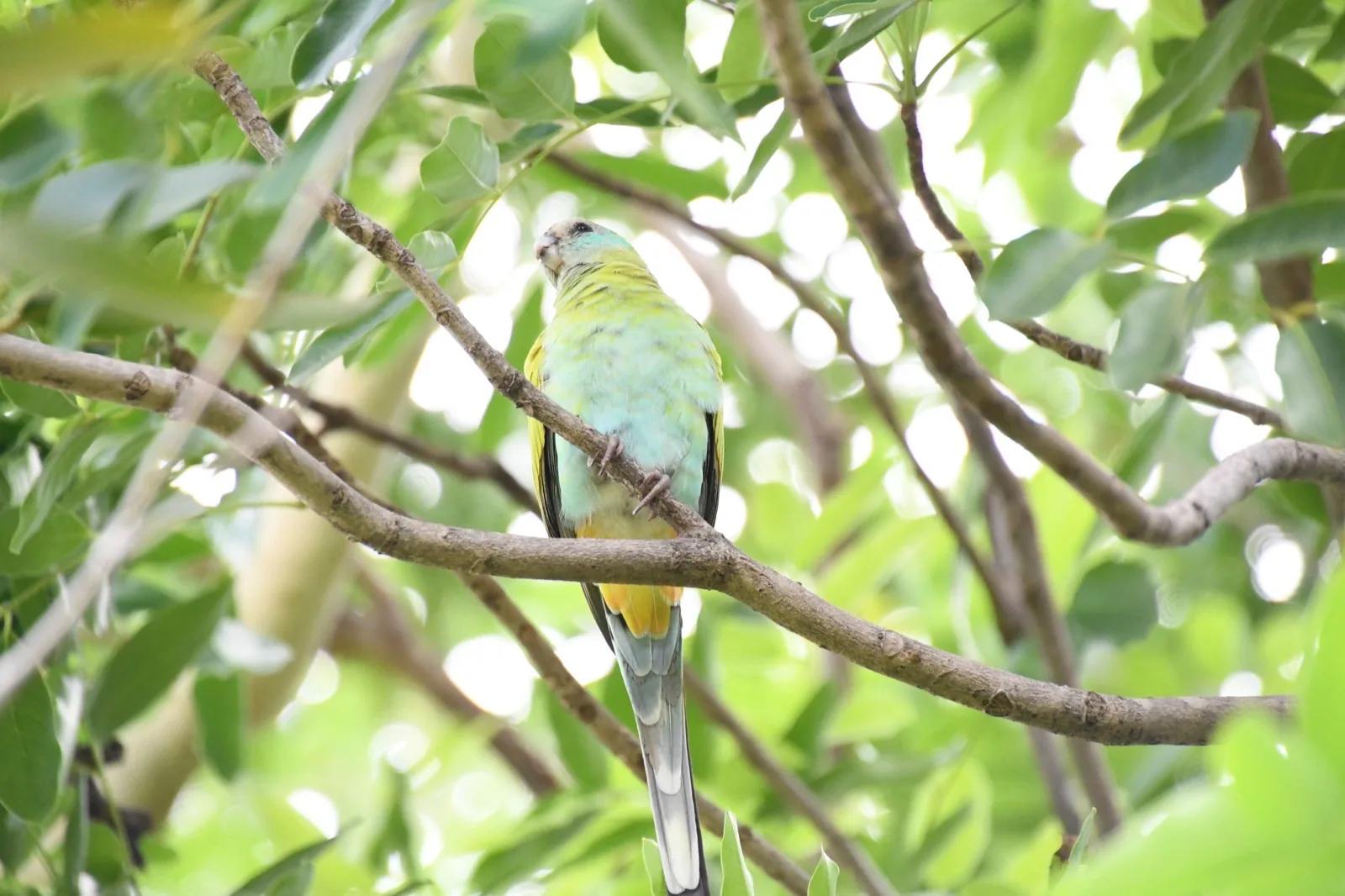 Hooded Parrot