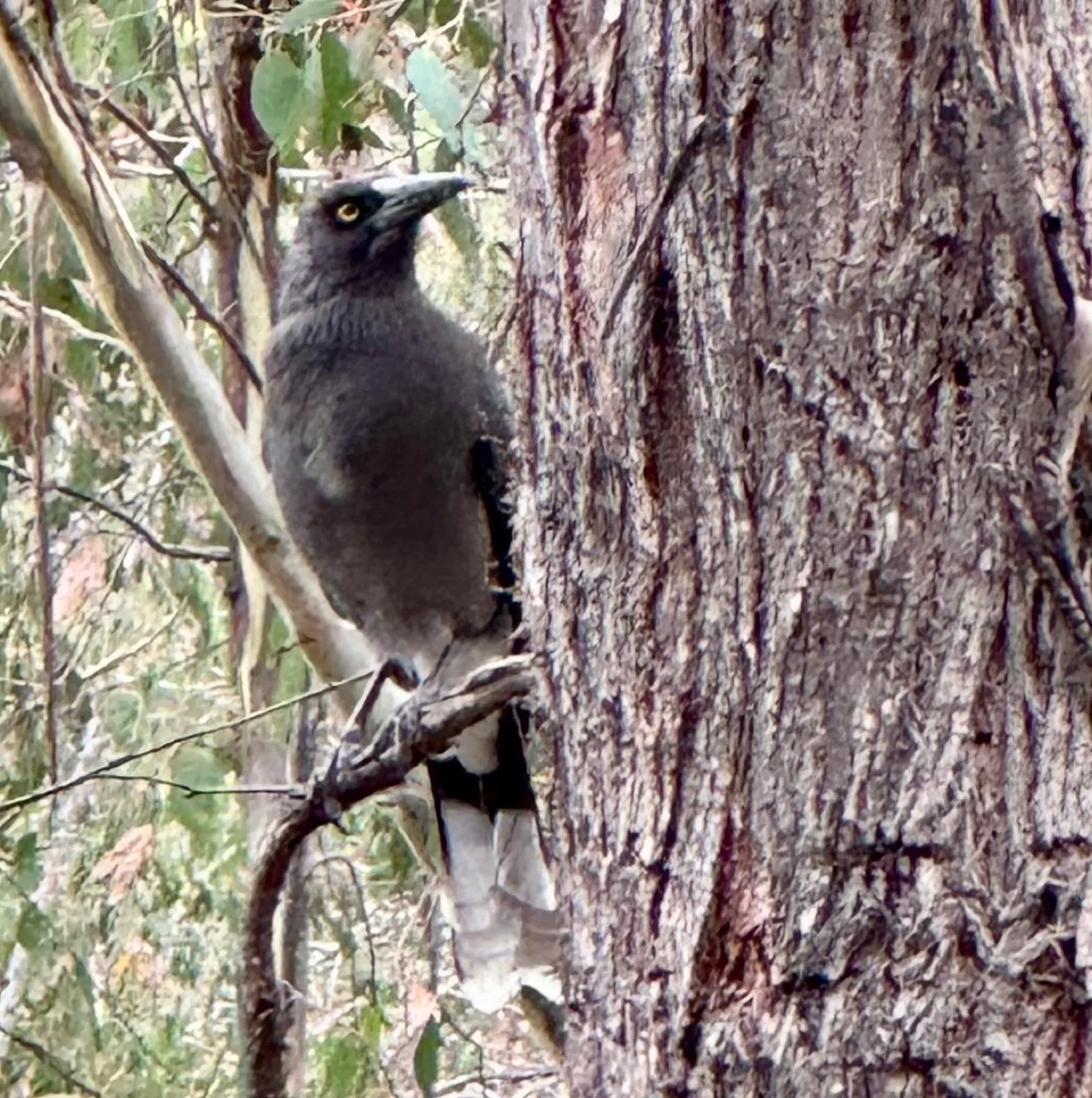 Grey Currawong