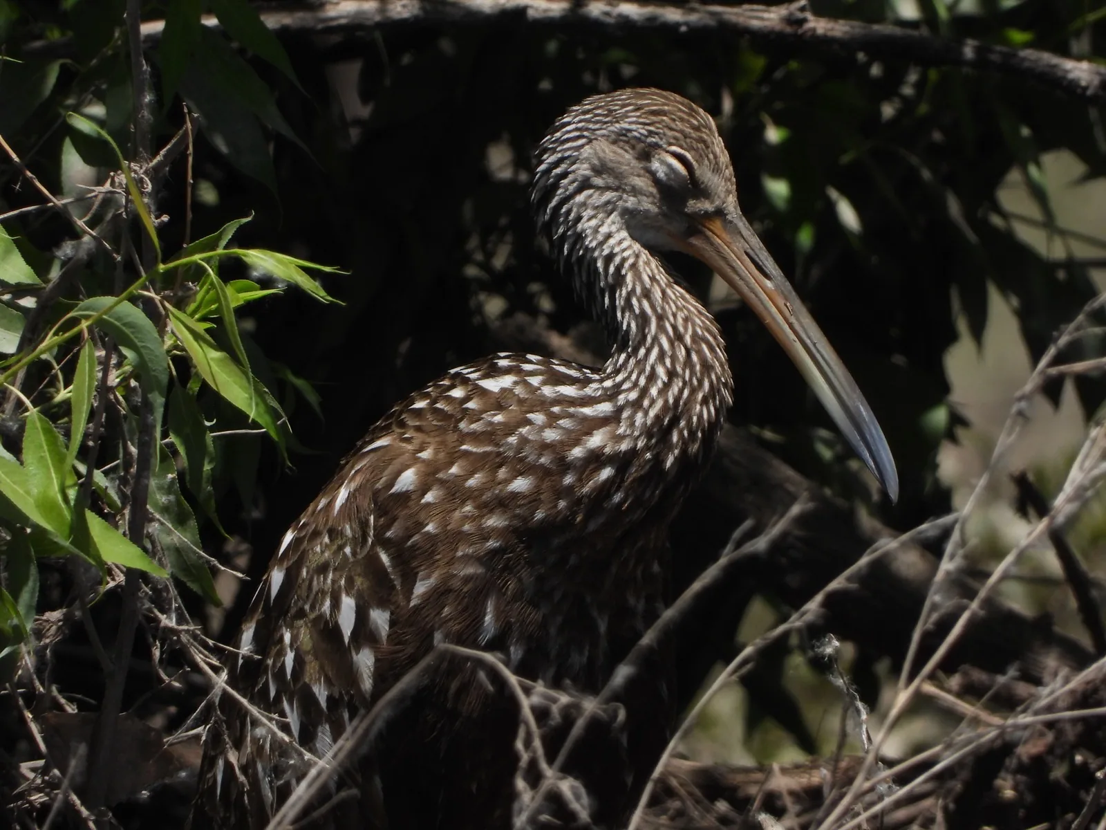 Limpkin
