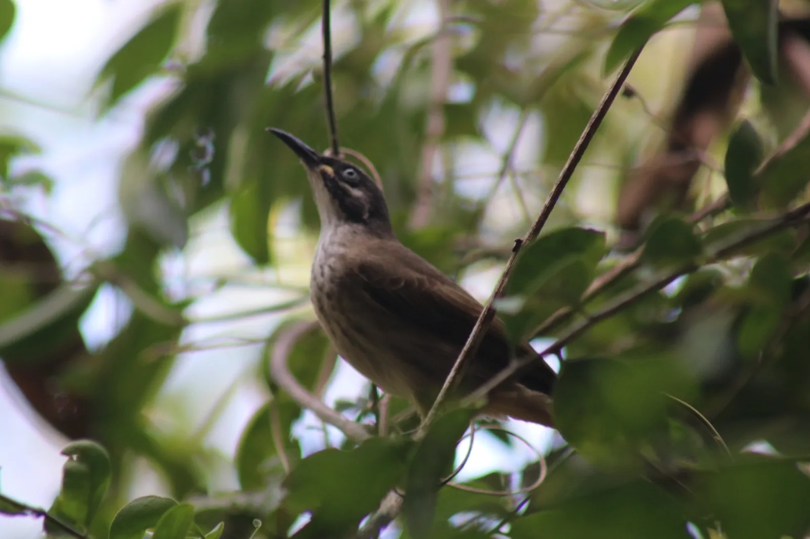 White-lined Honeyeater