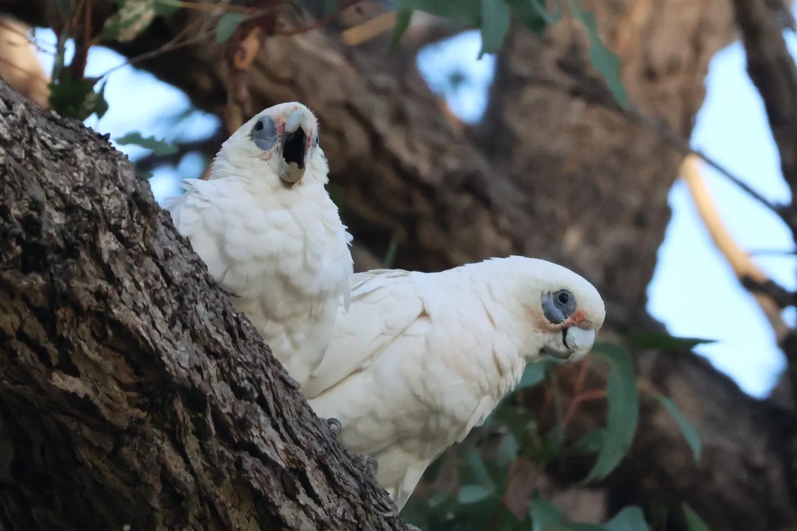Little Corella