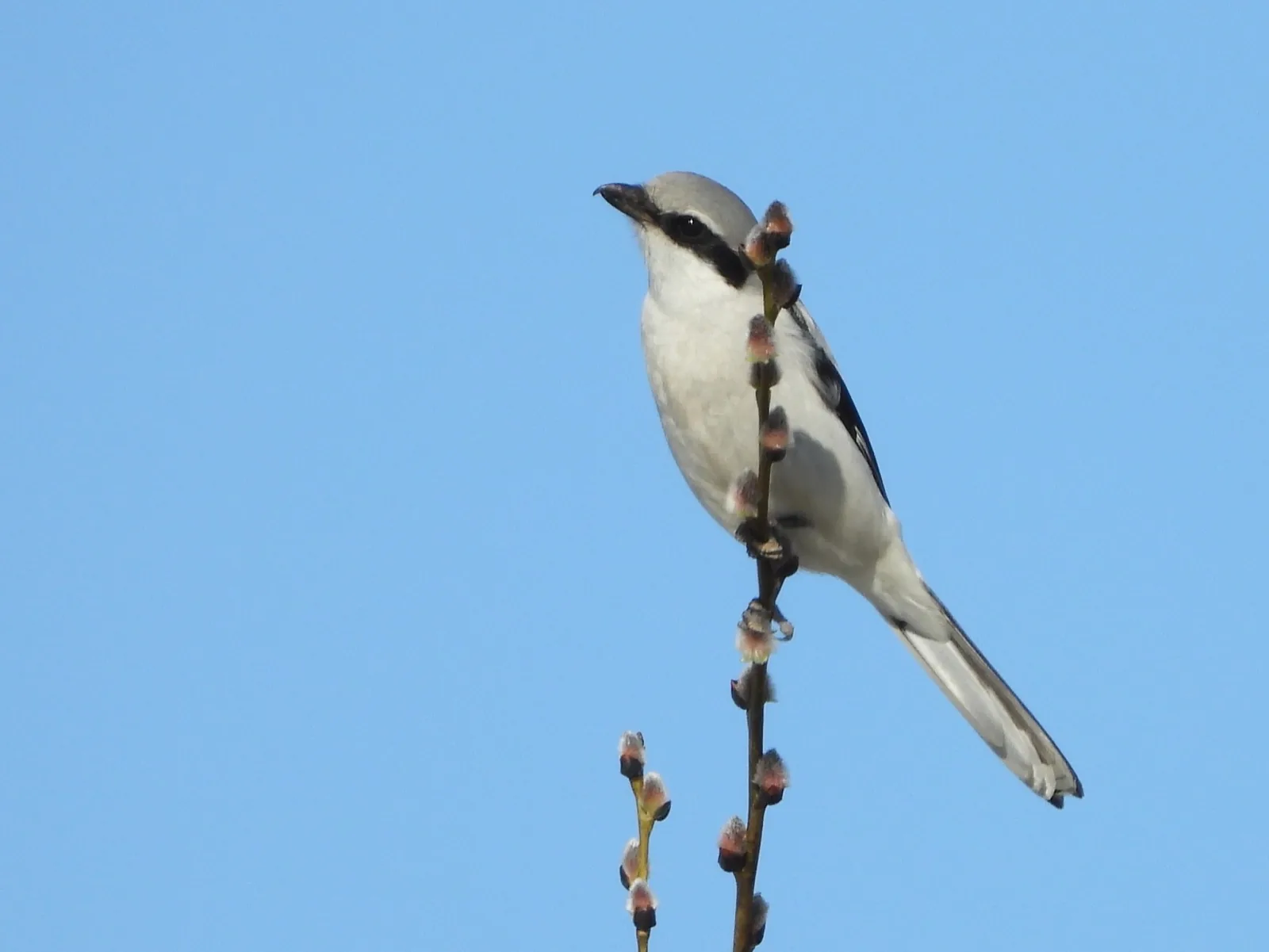 Great Grey Shrike