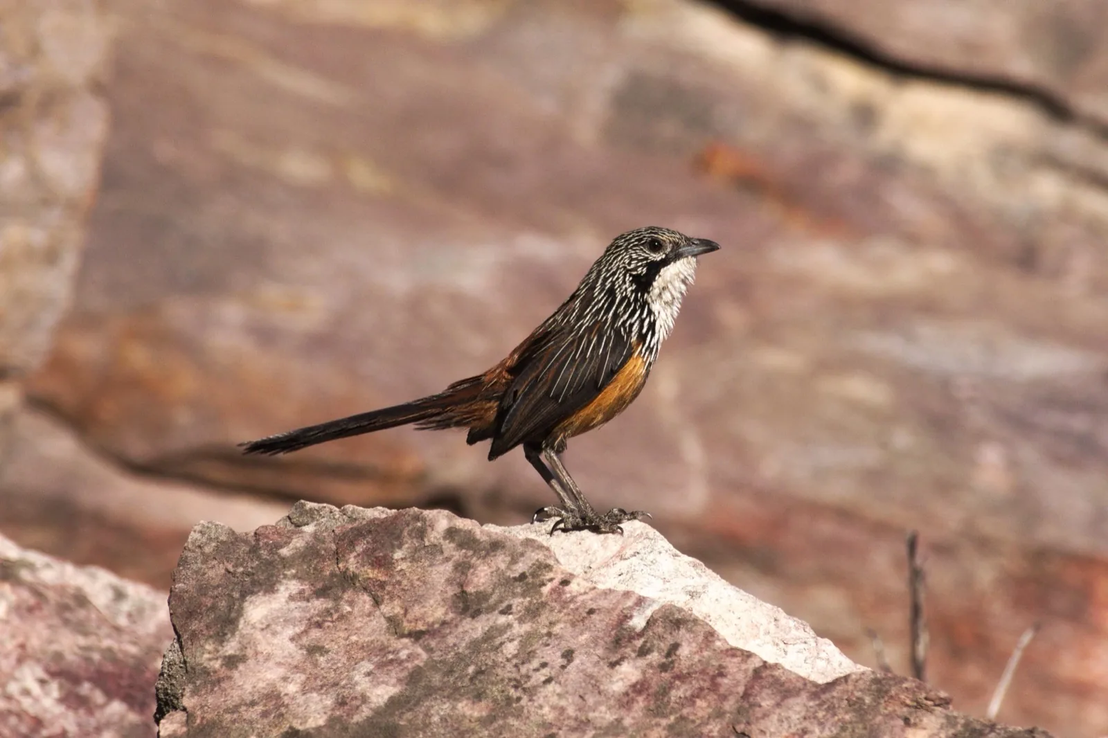 White-throated Grasswren