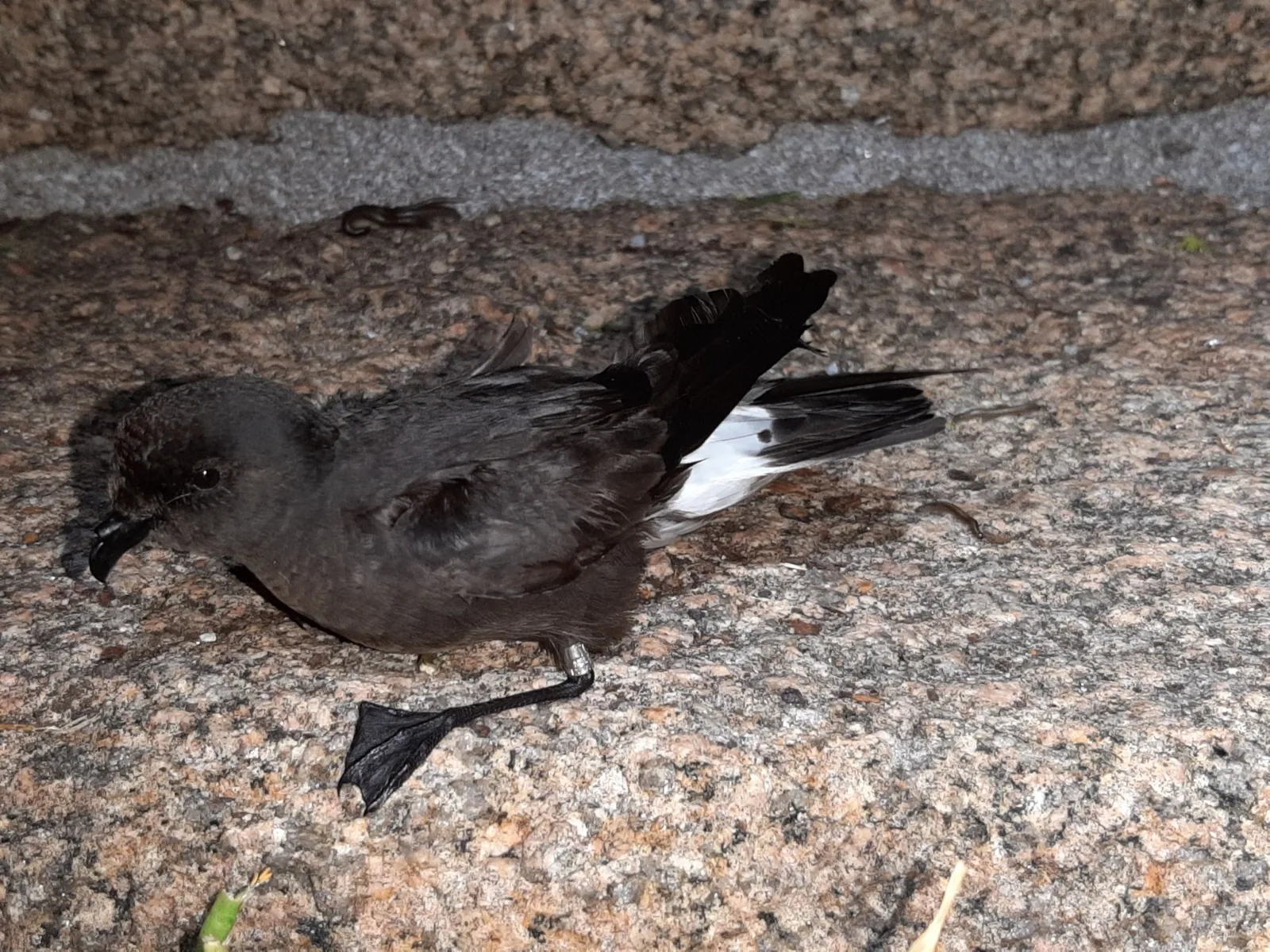 European Storm Petrel
