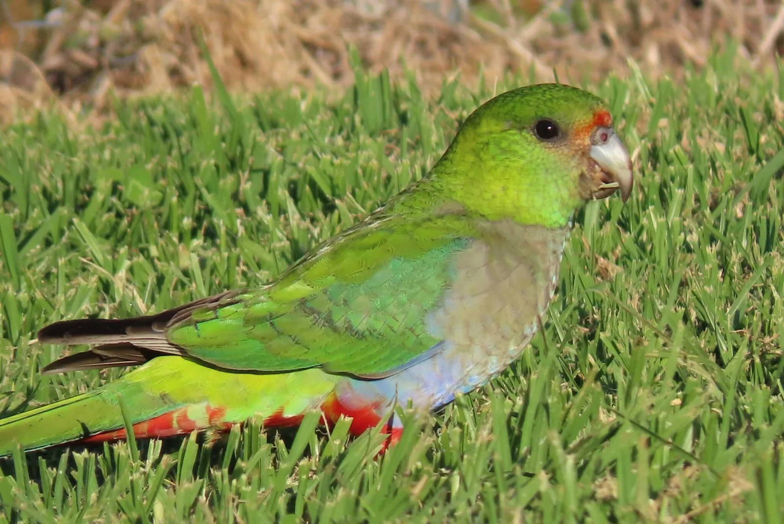 Red-capped Parrot