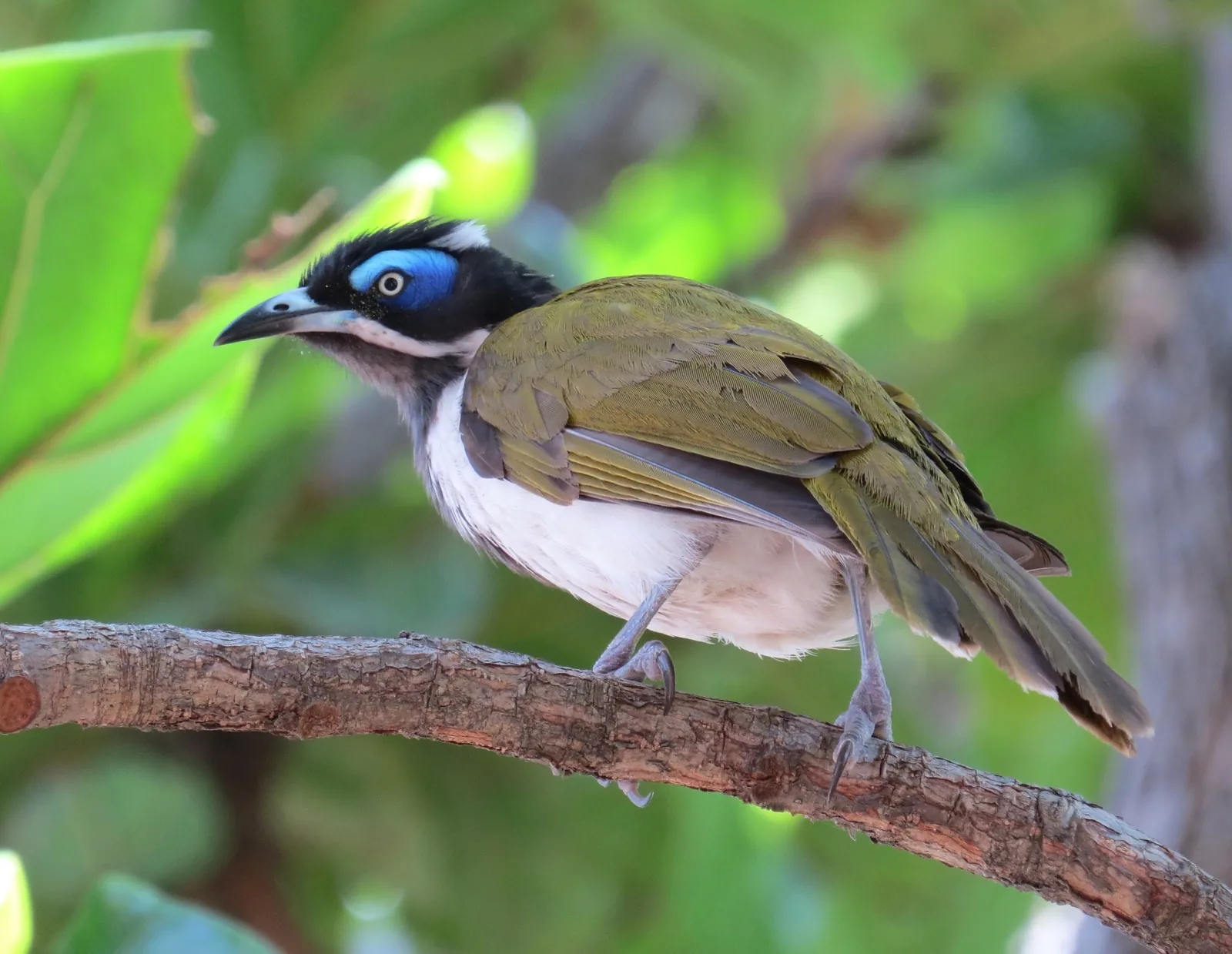 Blue-faced Honeyeater
