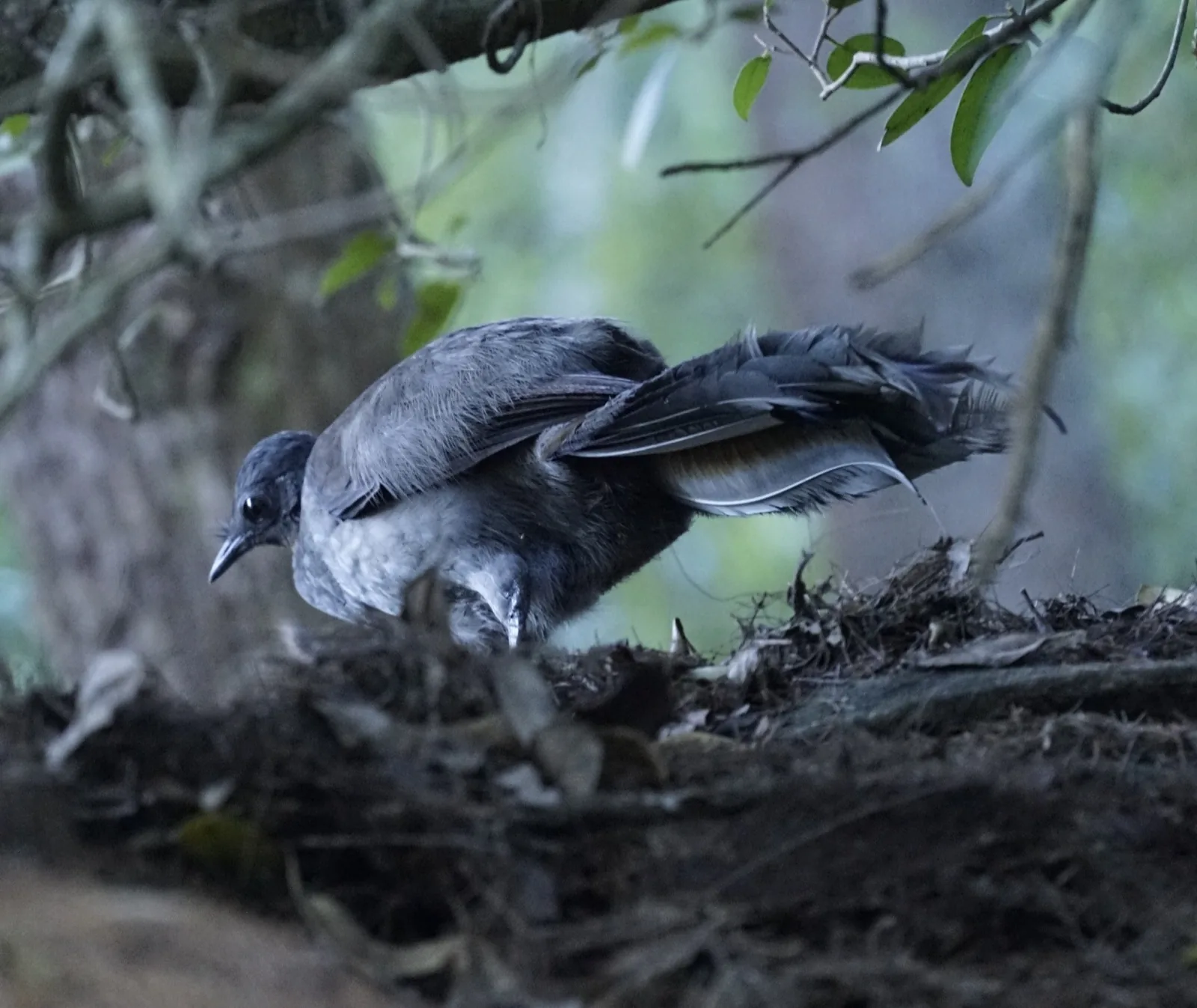Superb Lyrebird
