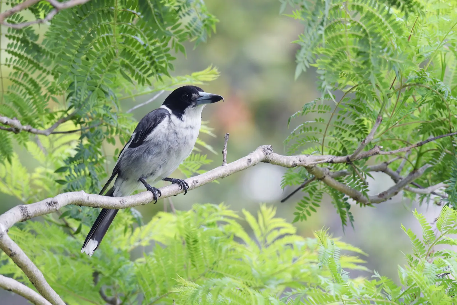 Grey Butcherbird