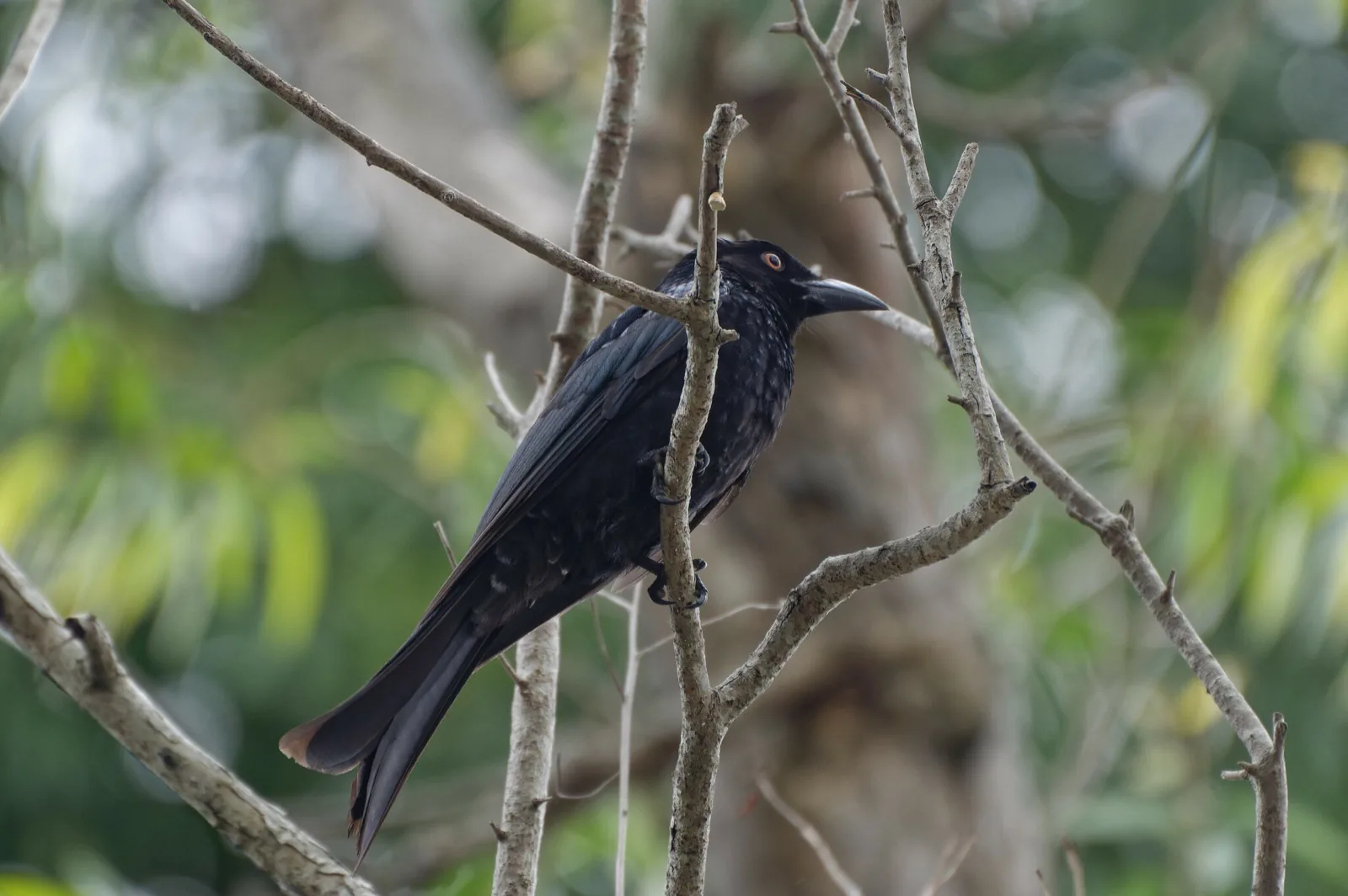 Spangled Drongo