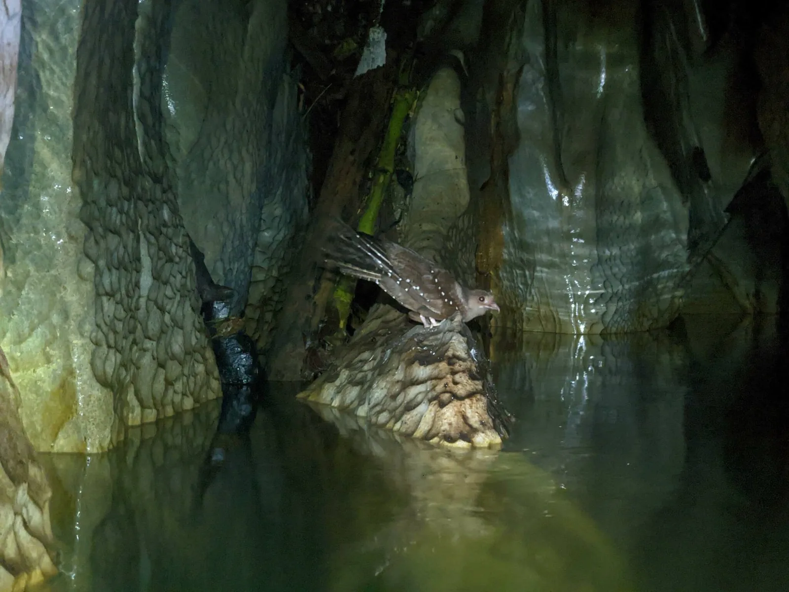 Oilbird
