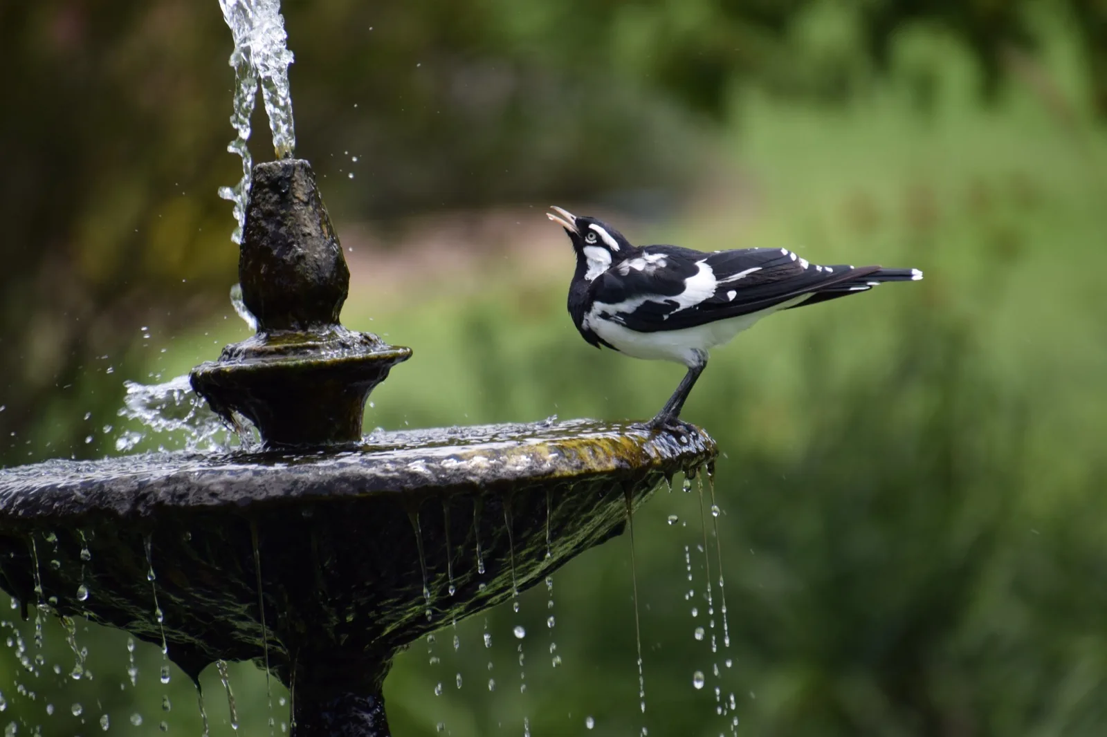 Magpie-lark