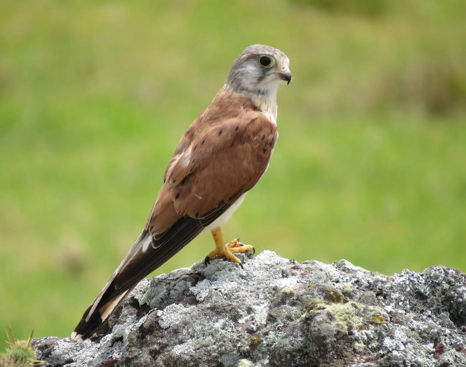 Nankeen Kestrel