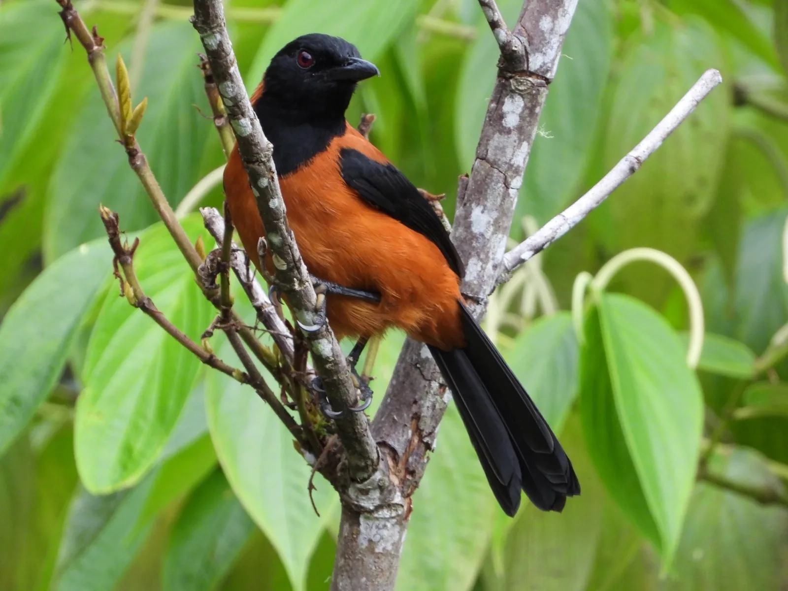 Hooded Pitohui
