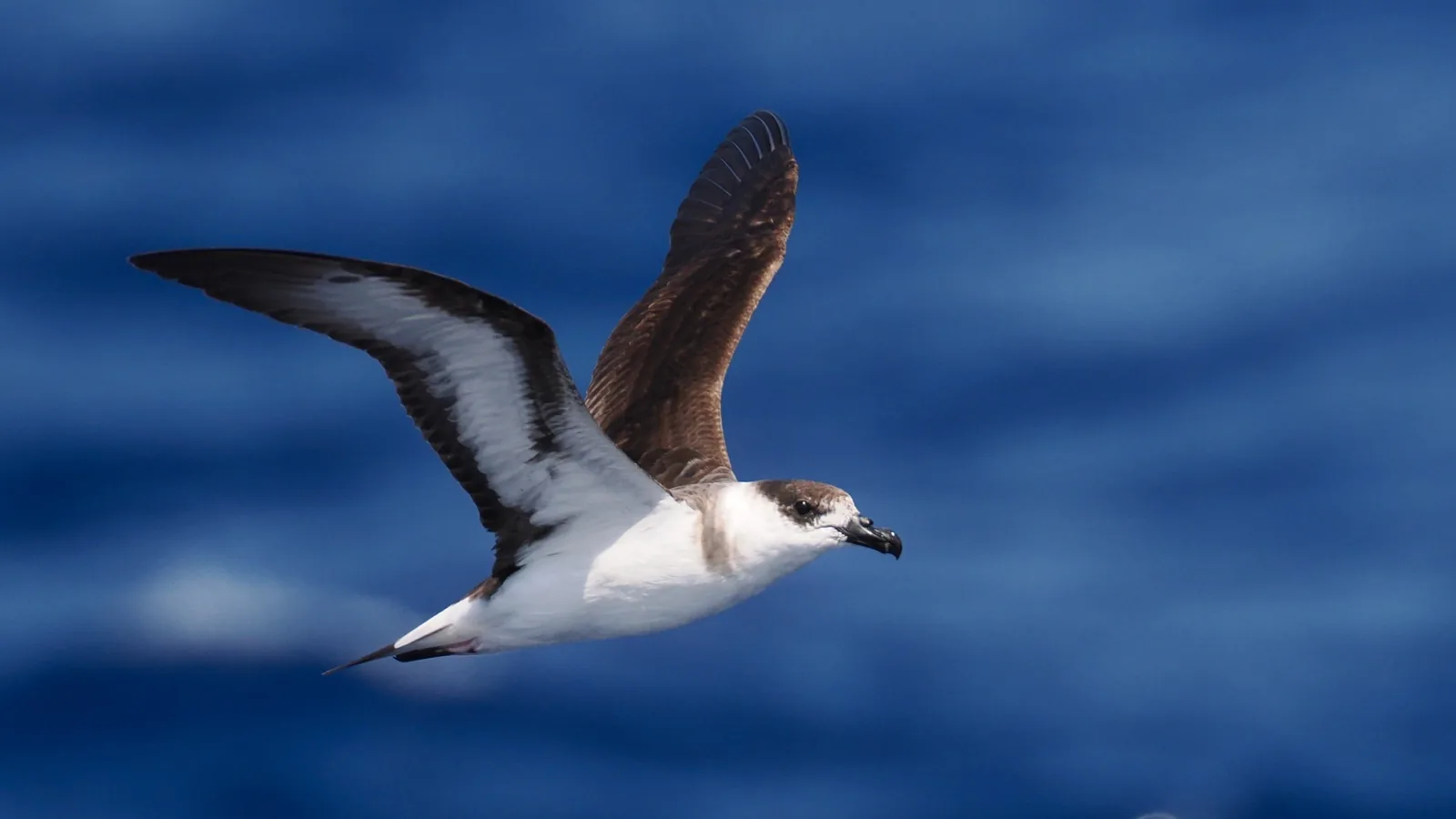 Black-capped Petrel