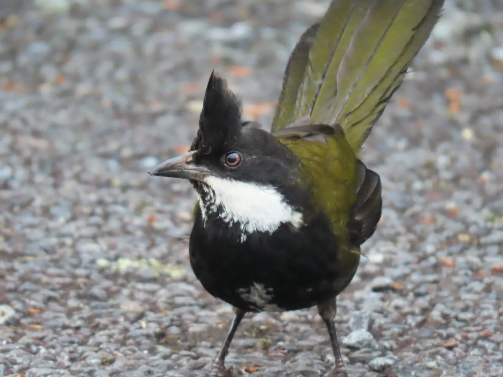 Eastern Whipbird