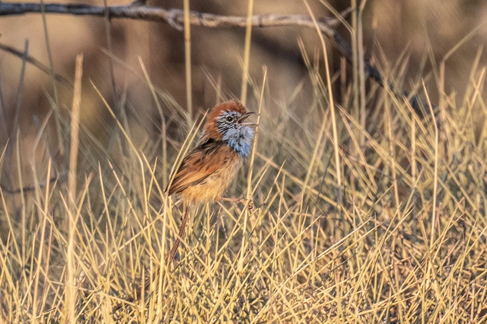 Rufous-crowned Emu-wren