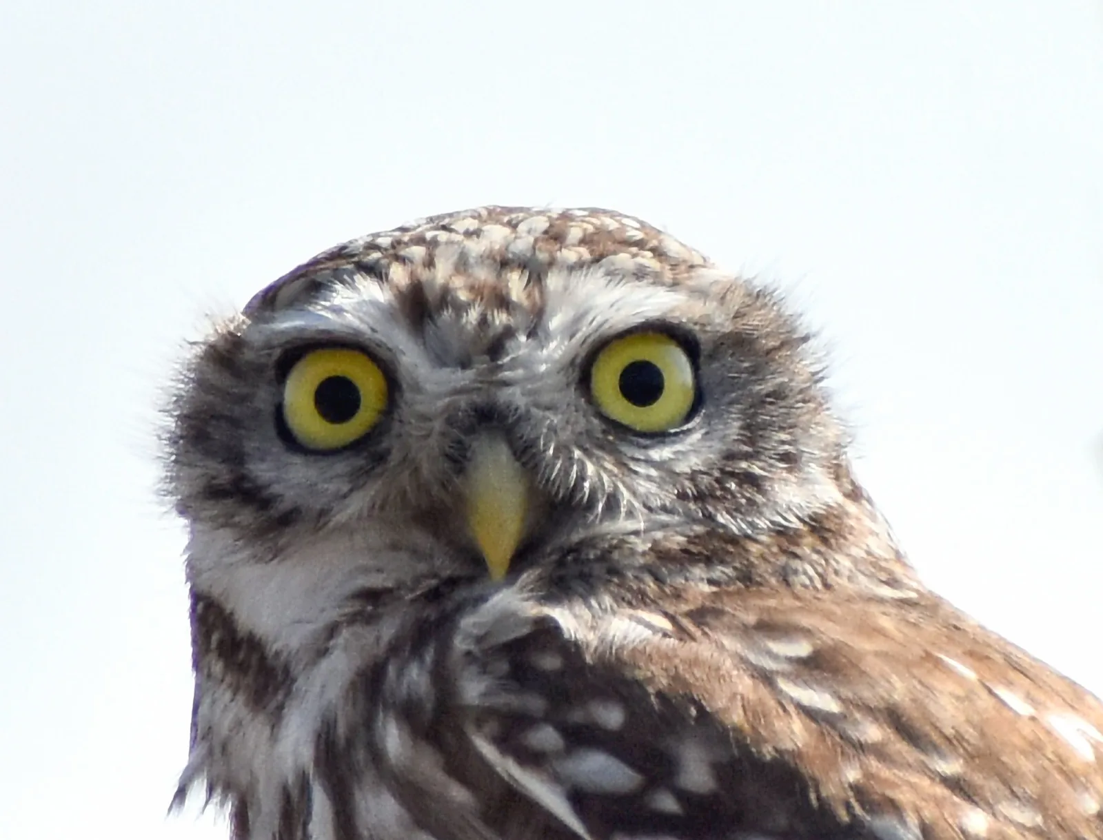Little Owl