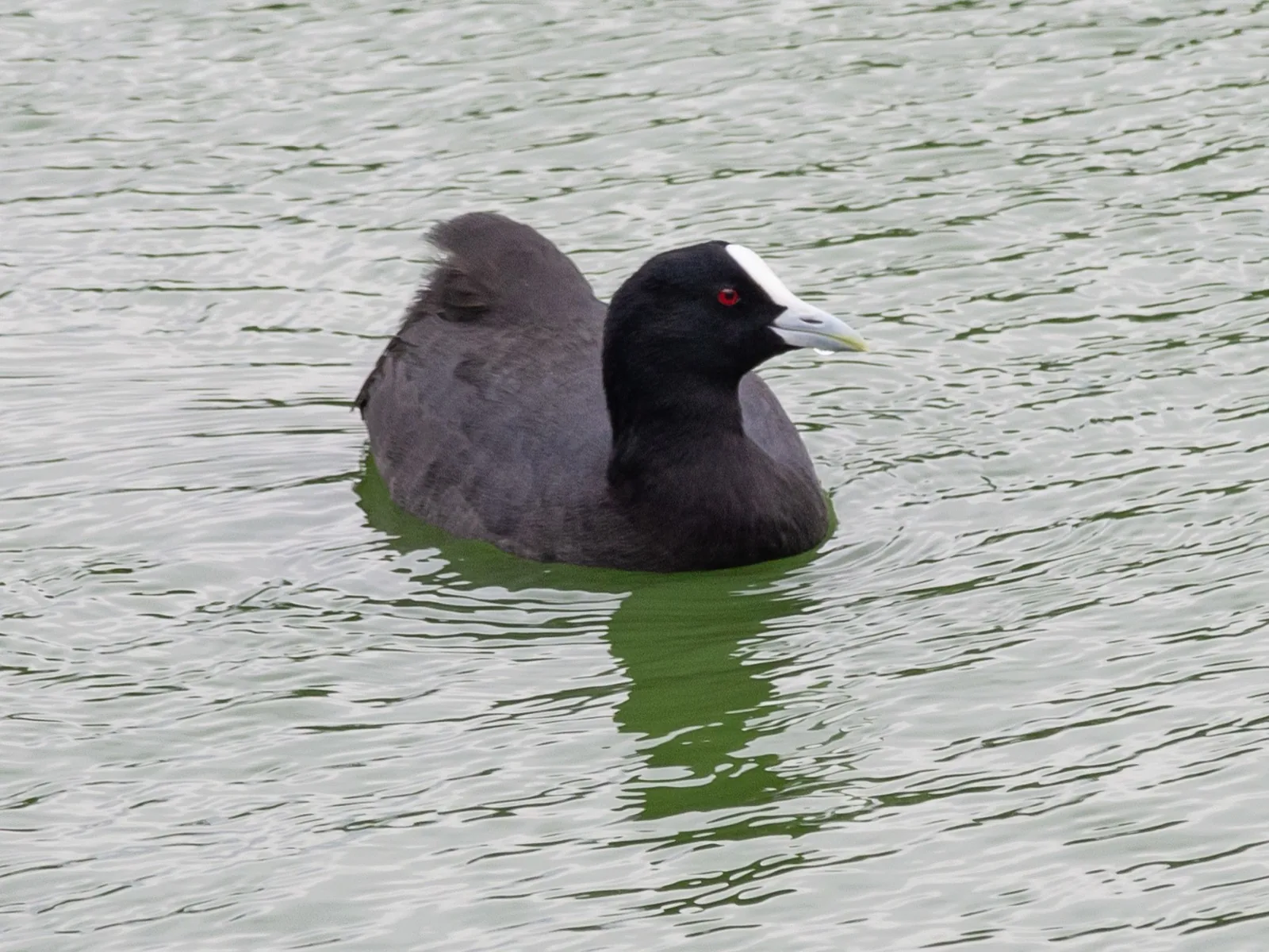 Eurasian Coot