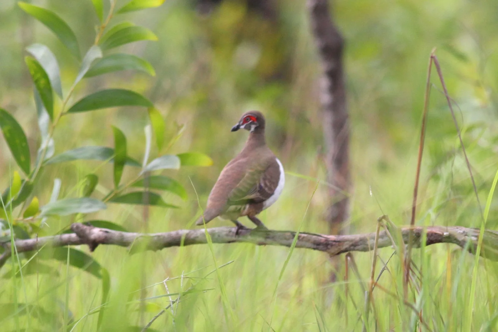 Partridge Pigeon