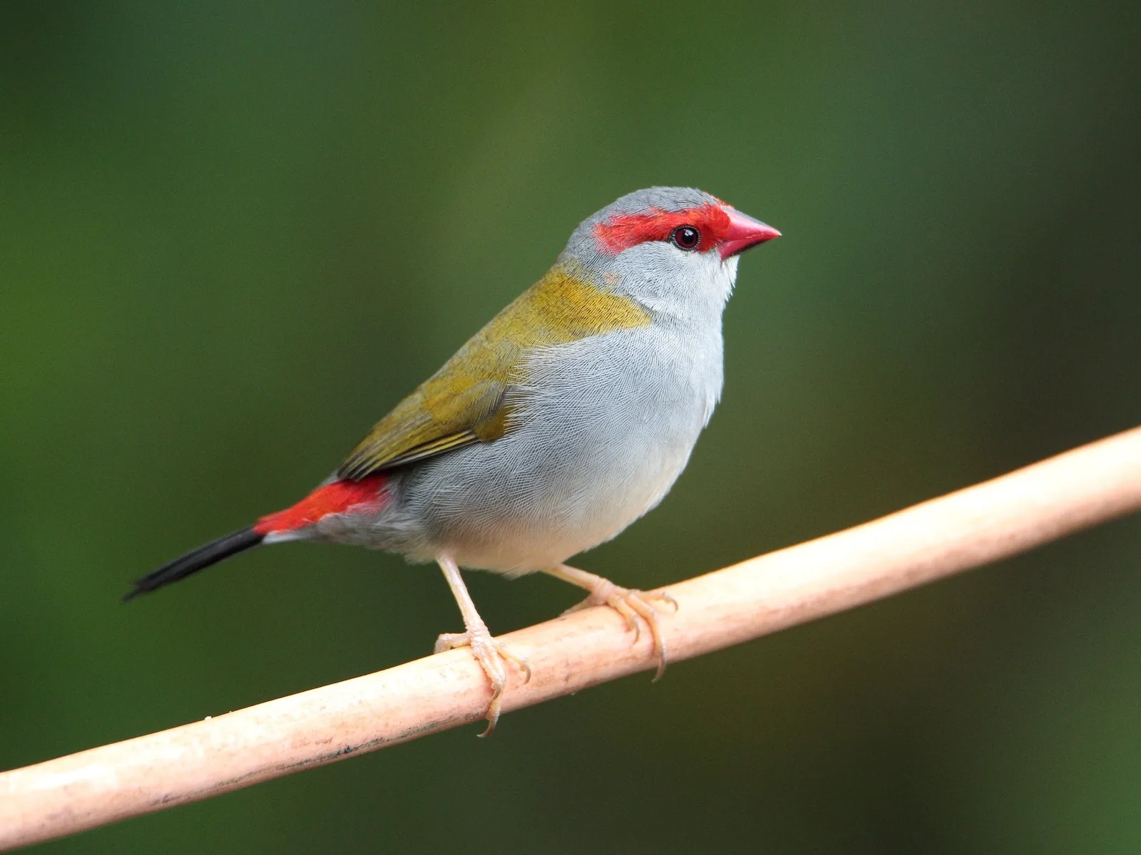 Red-browed Finch