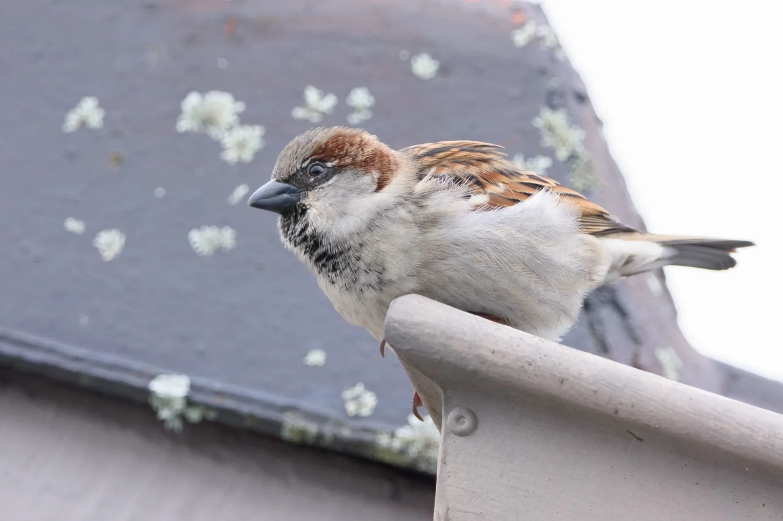 House Sparrow