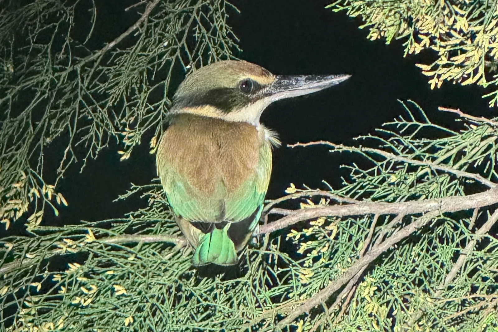 Sacred Kingfisher