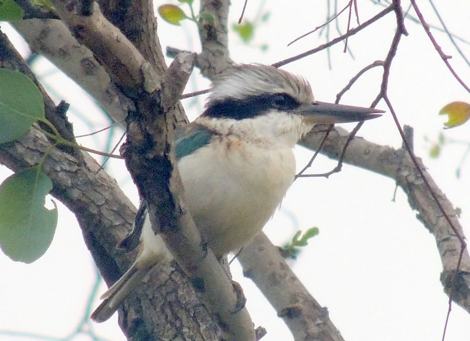 Red-backed Kingfisher