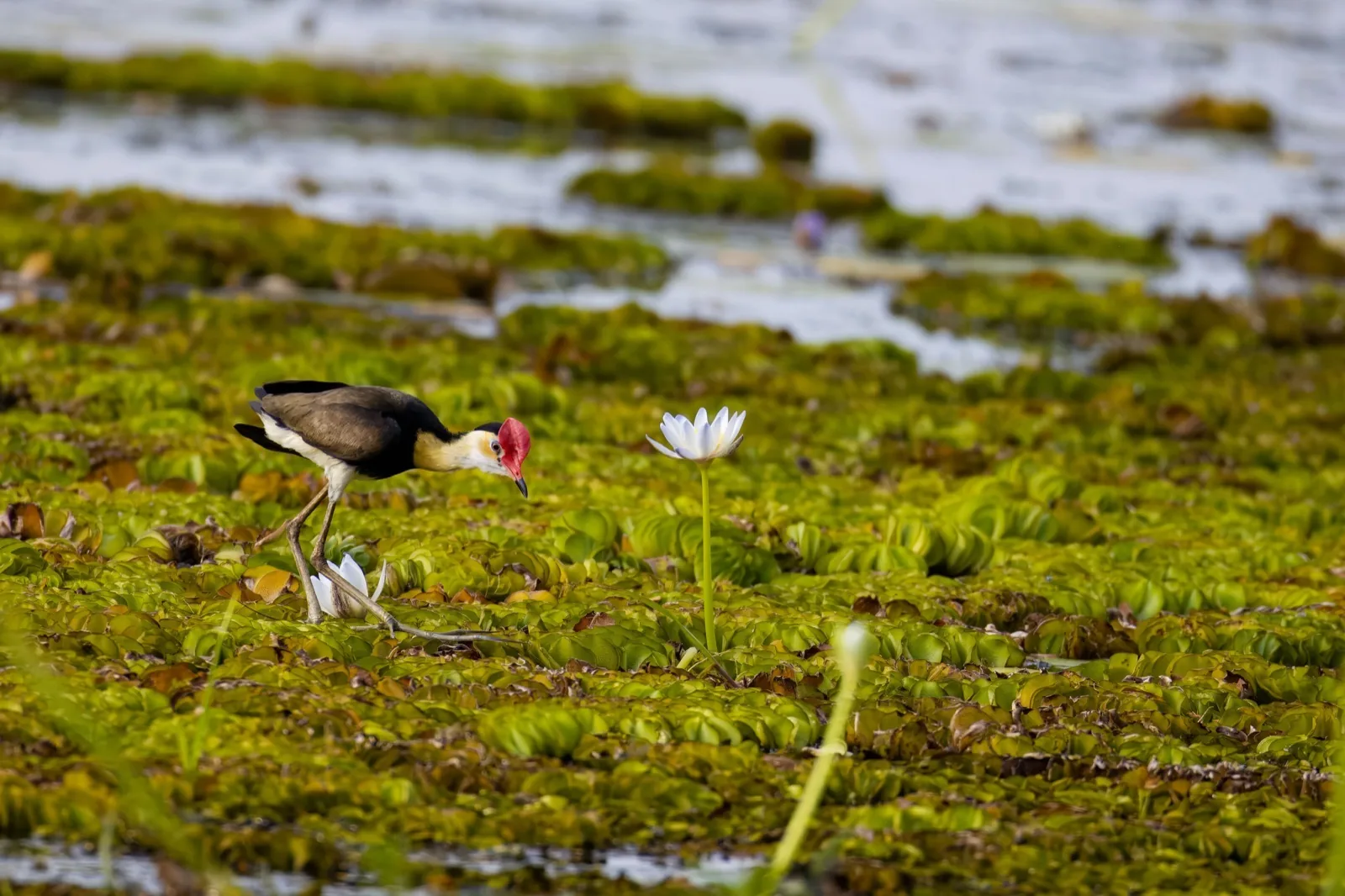 Comb-crested Jacana
