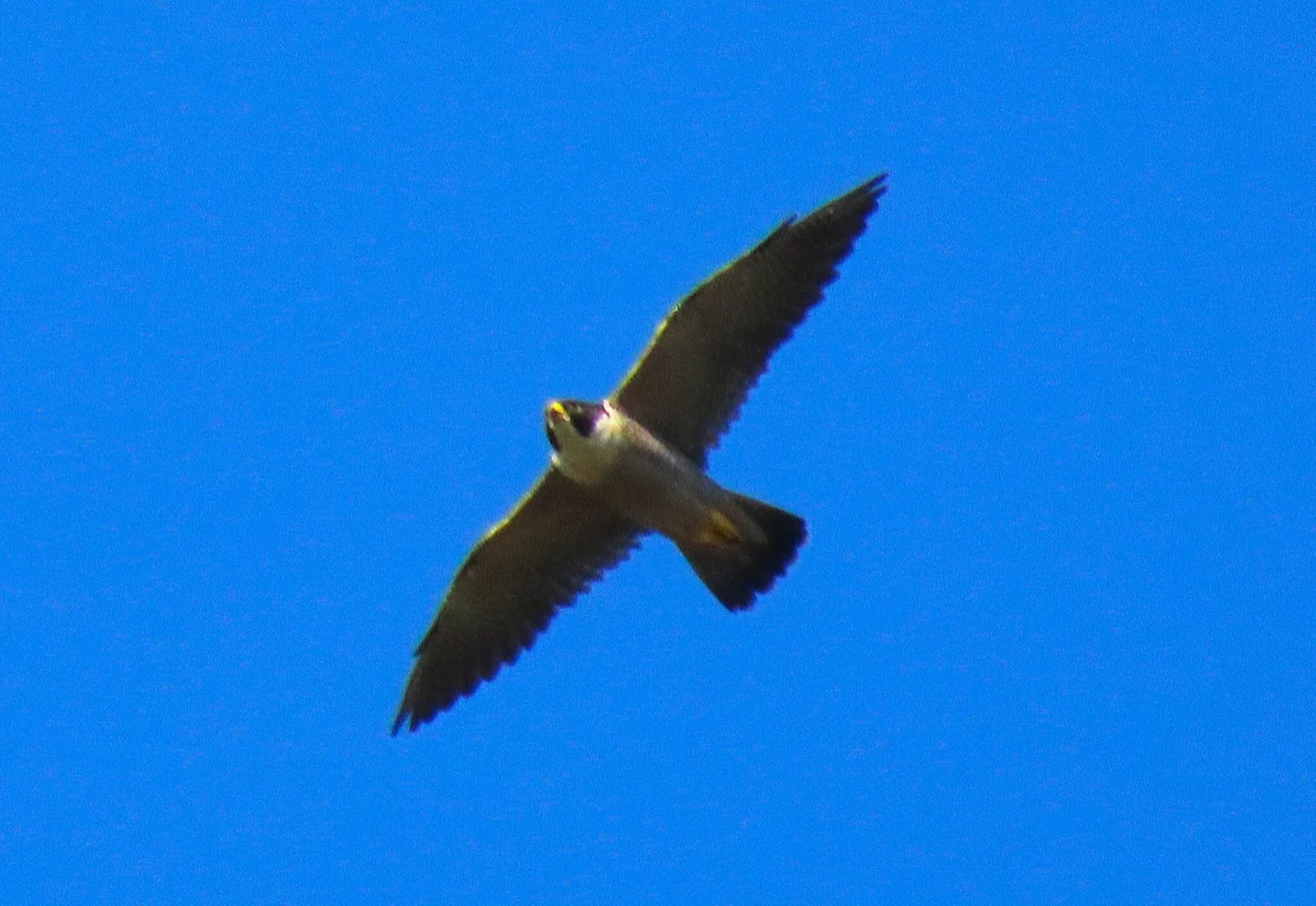 Peregrine Falcon