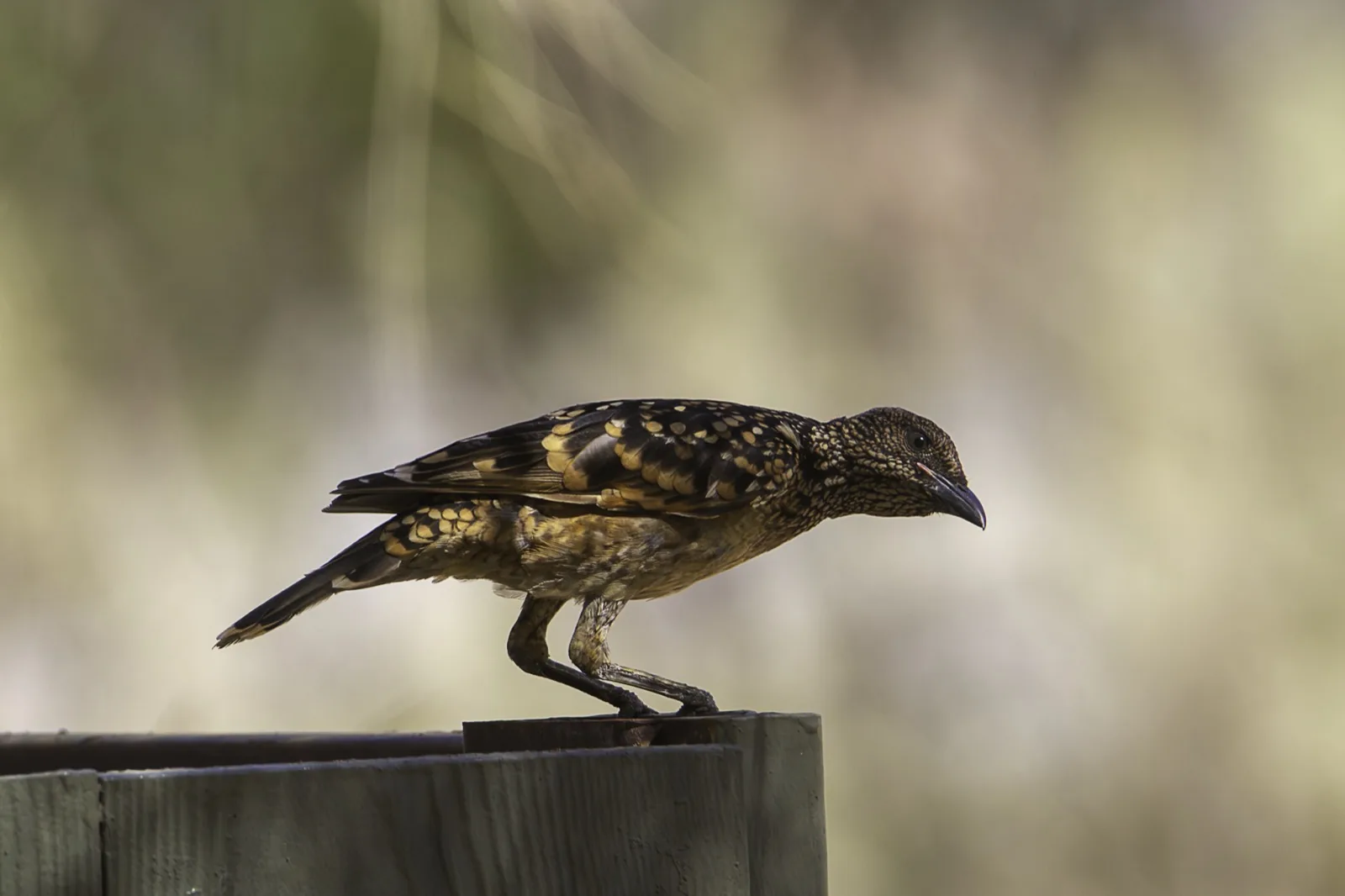 Western Bowerbird