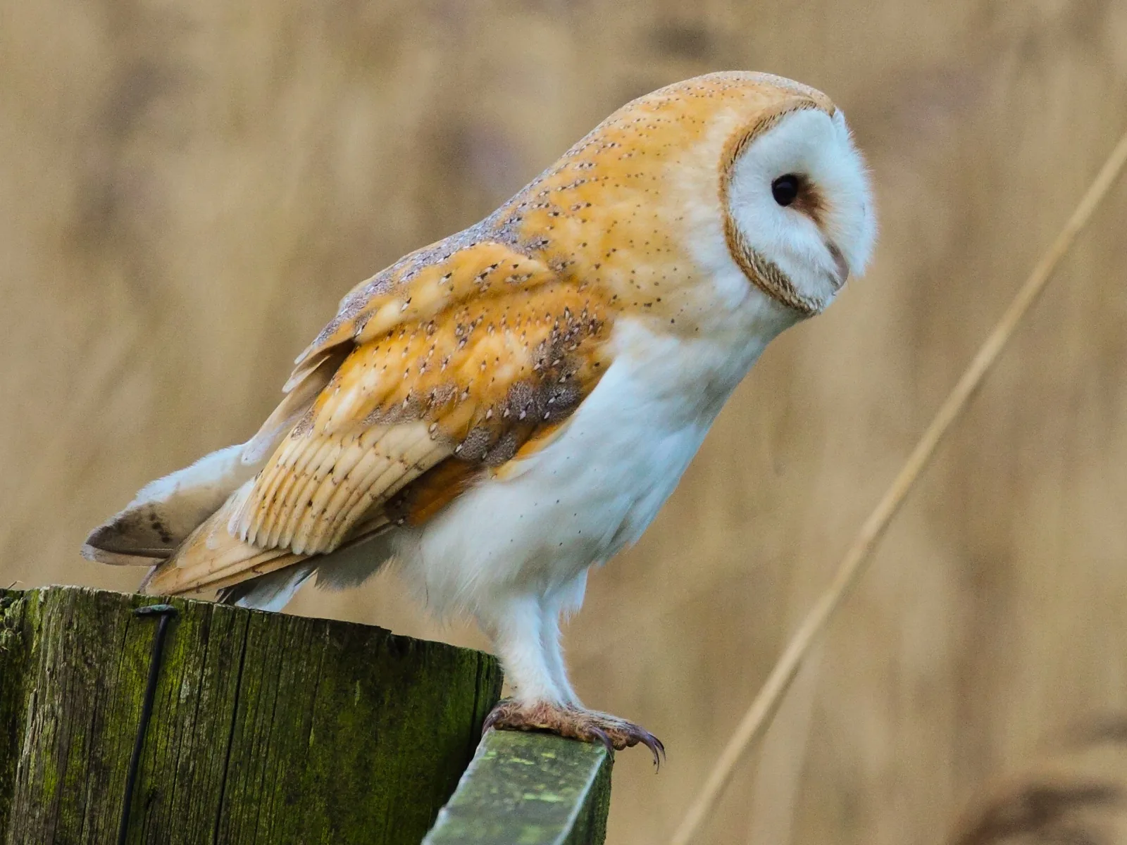 Barn Owl