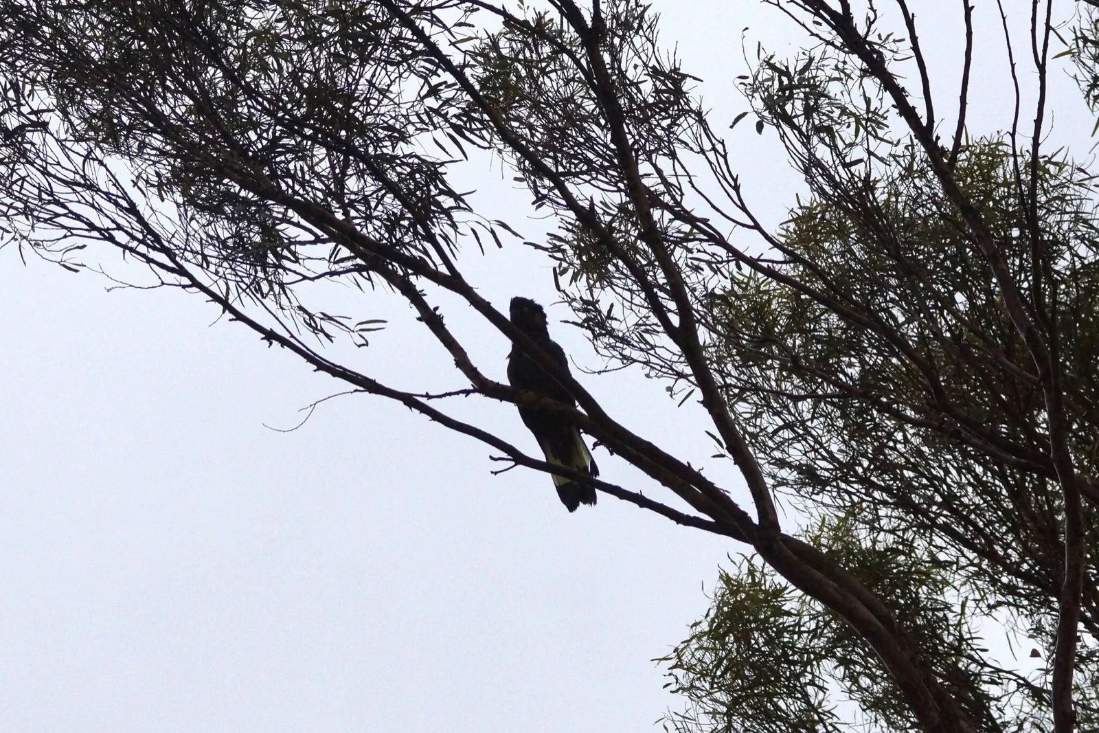 Yellow-tailed Black-Cockatoo