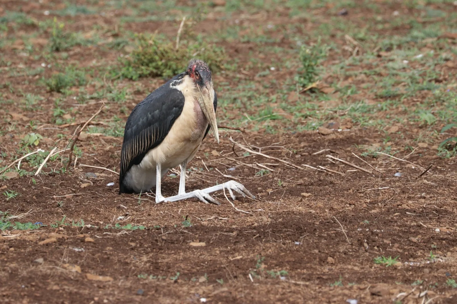 Marabou Stork